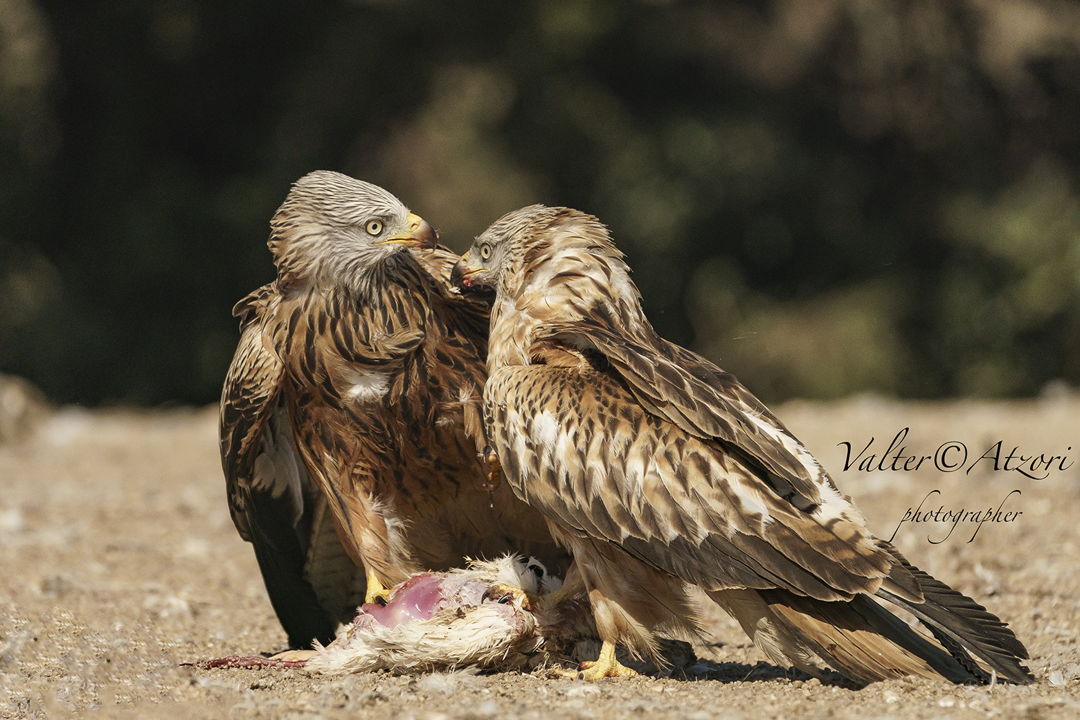 two kites discuss who should eat first...