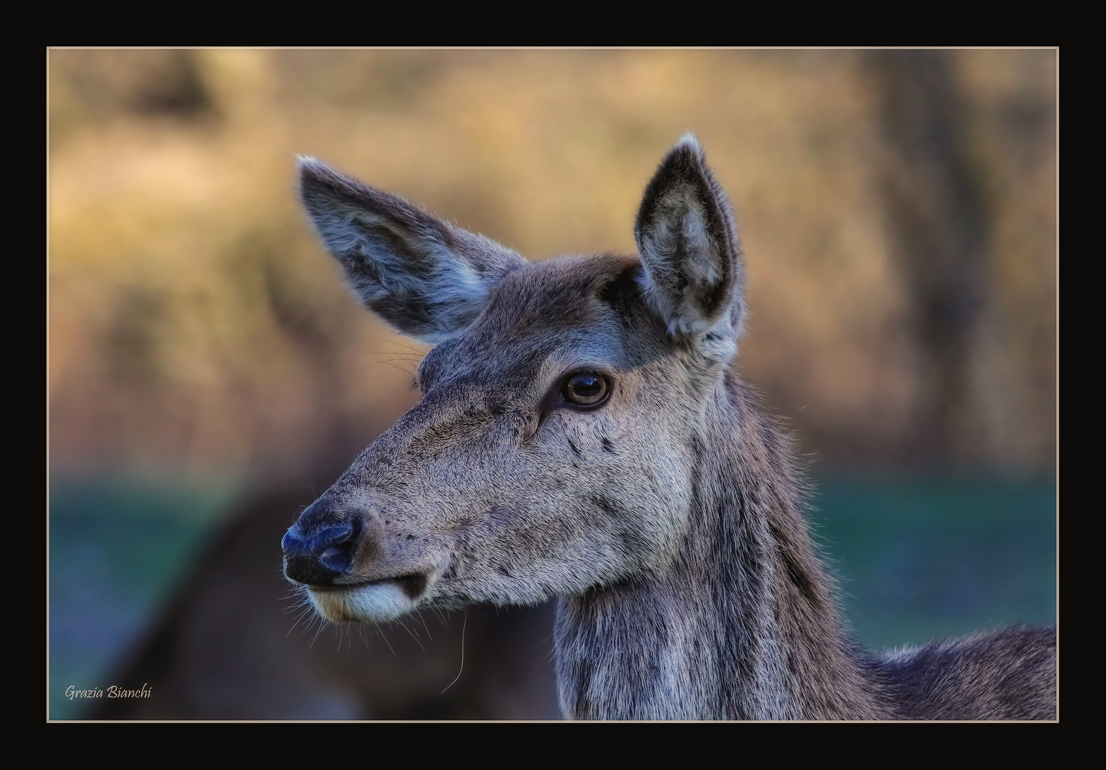 female deer - Parco d'Abruzzo...