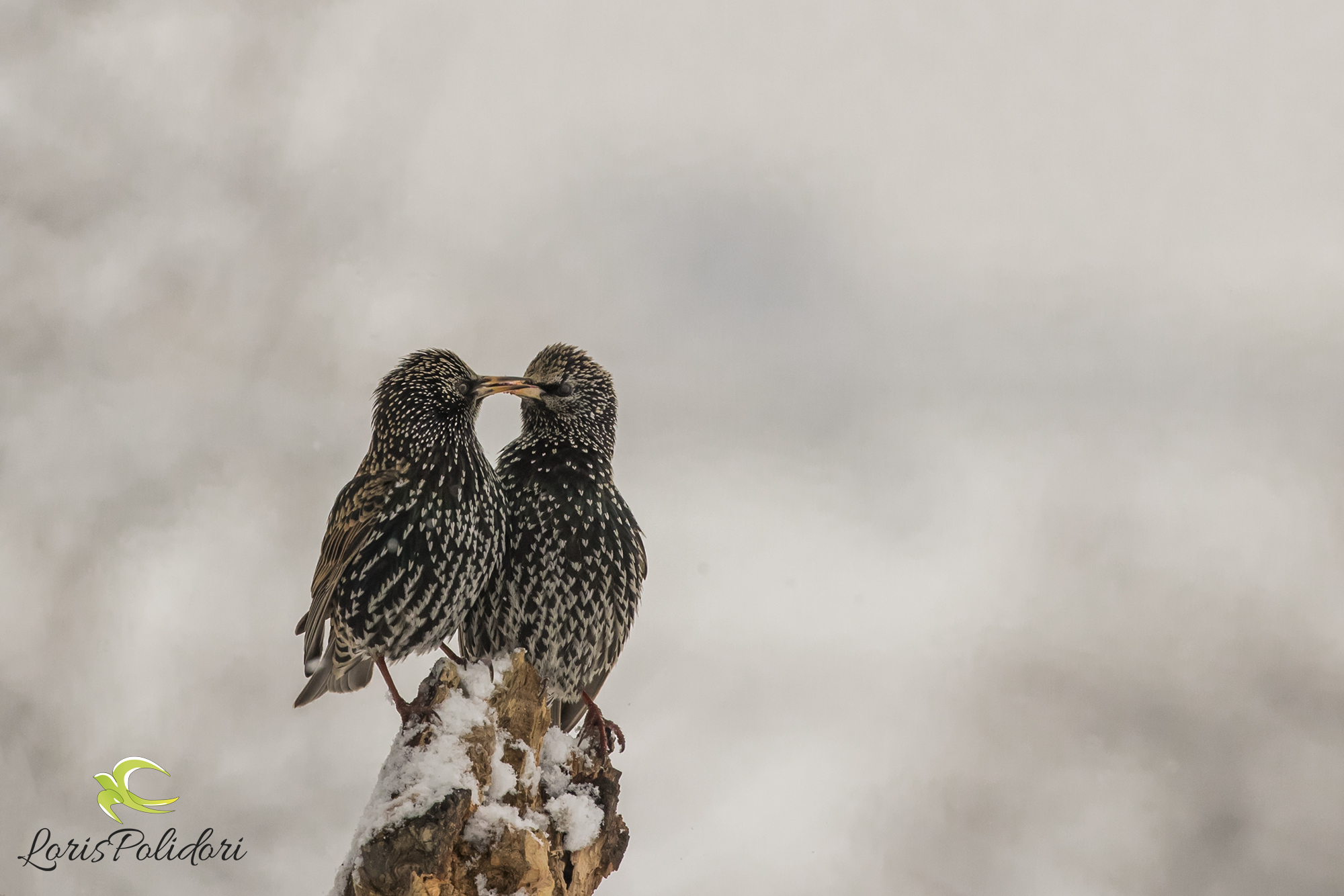 two starlings in the snow...