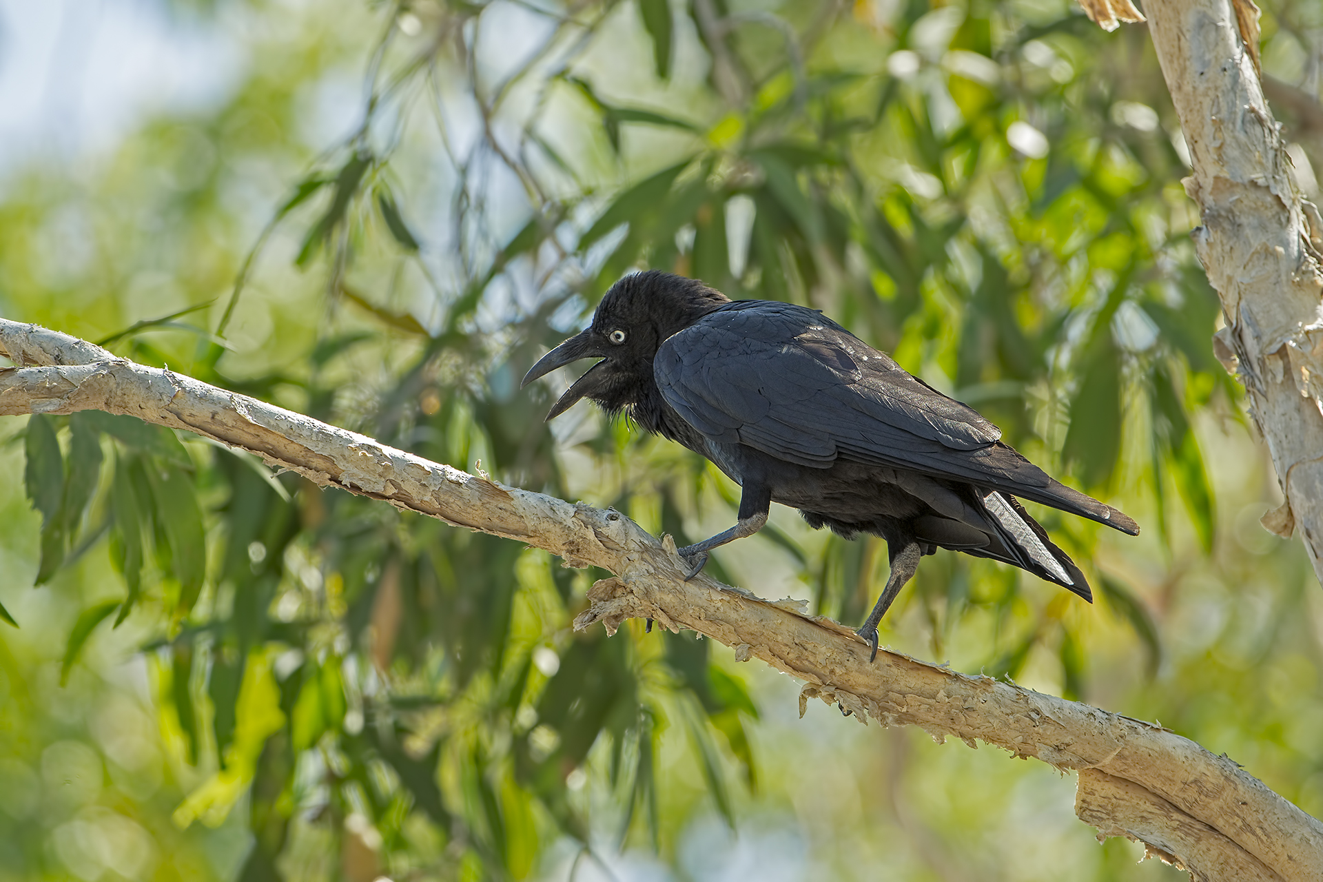 CorvusCoronoides (Corvo imperiale australiano)...