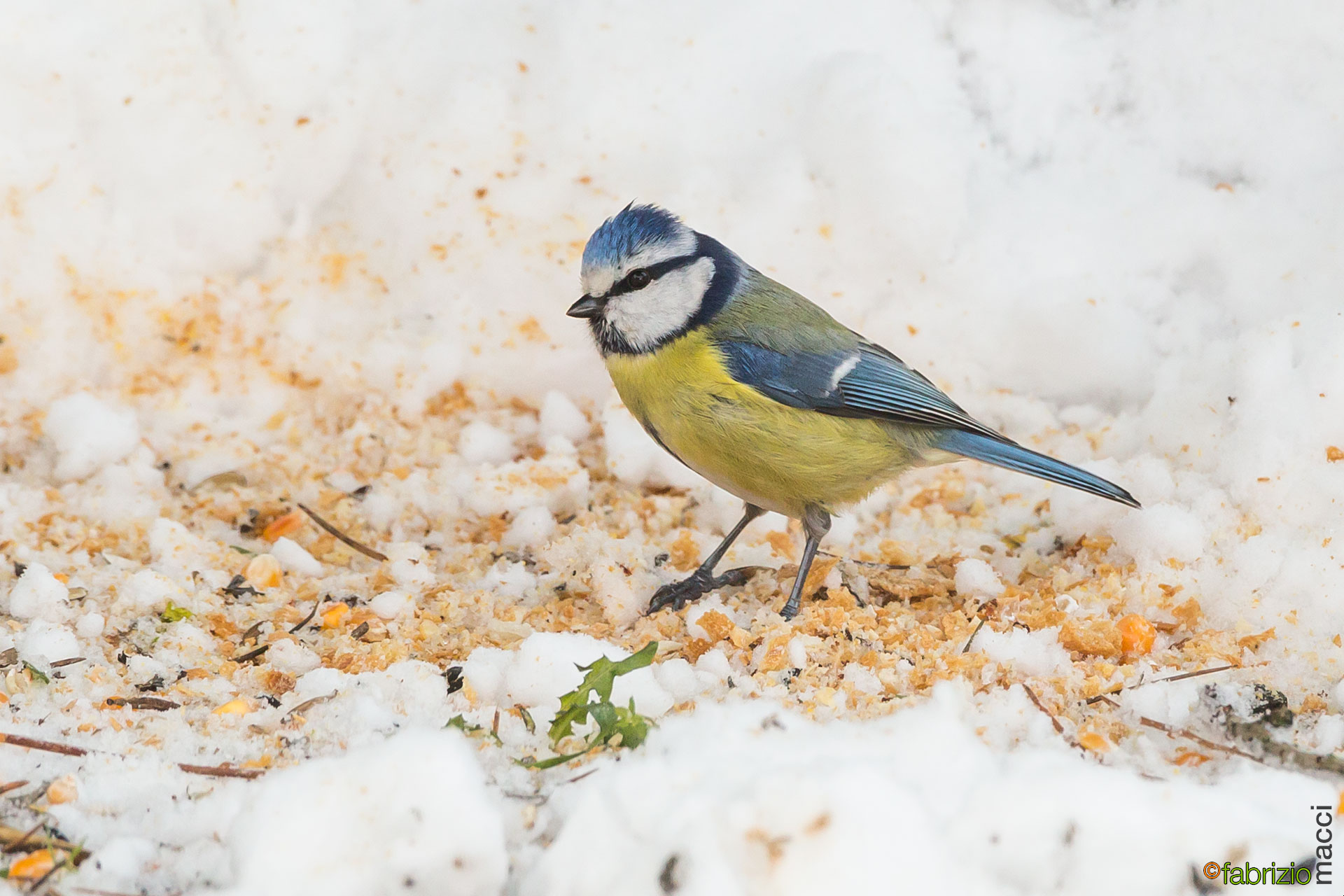 Great Tit...