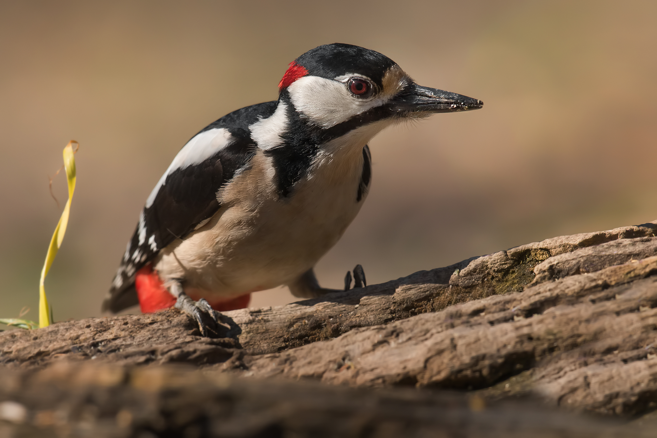 great spotted woodpecker...