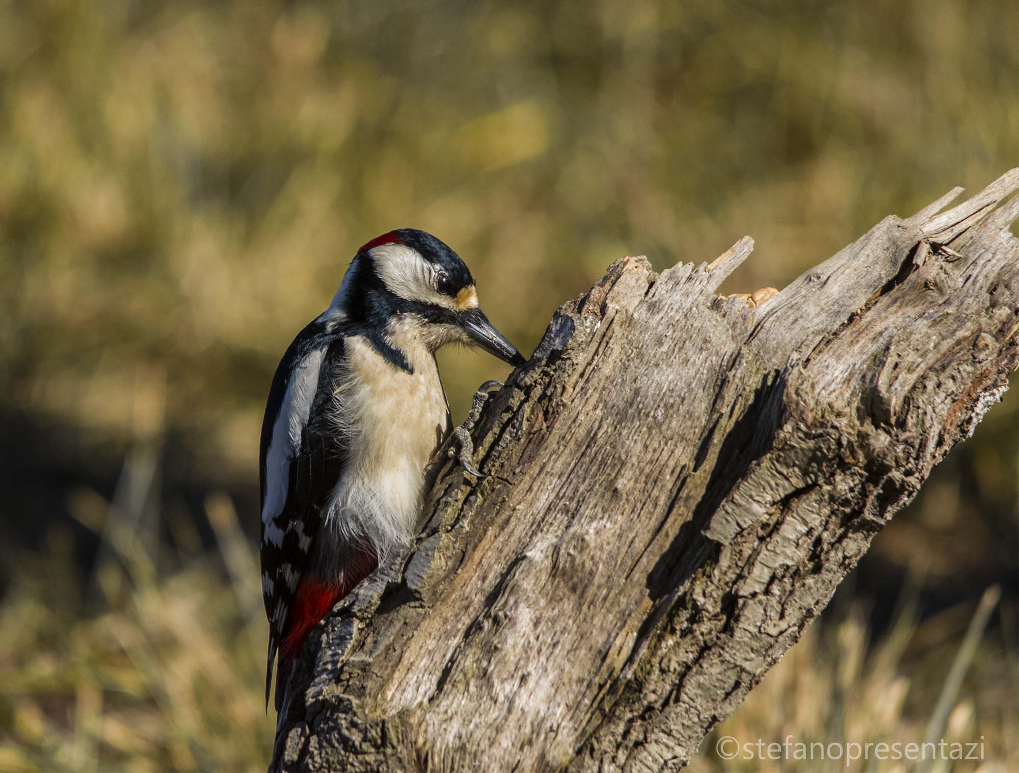 great spotted woodpecker...
