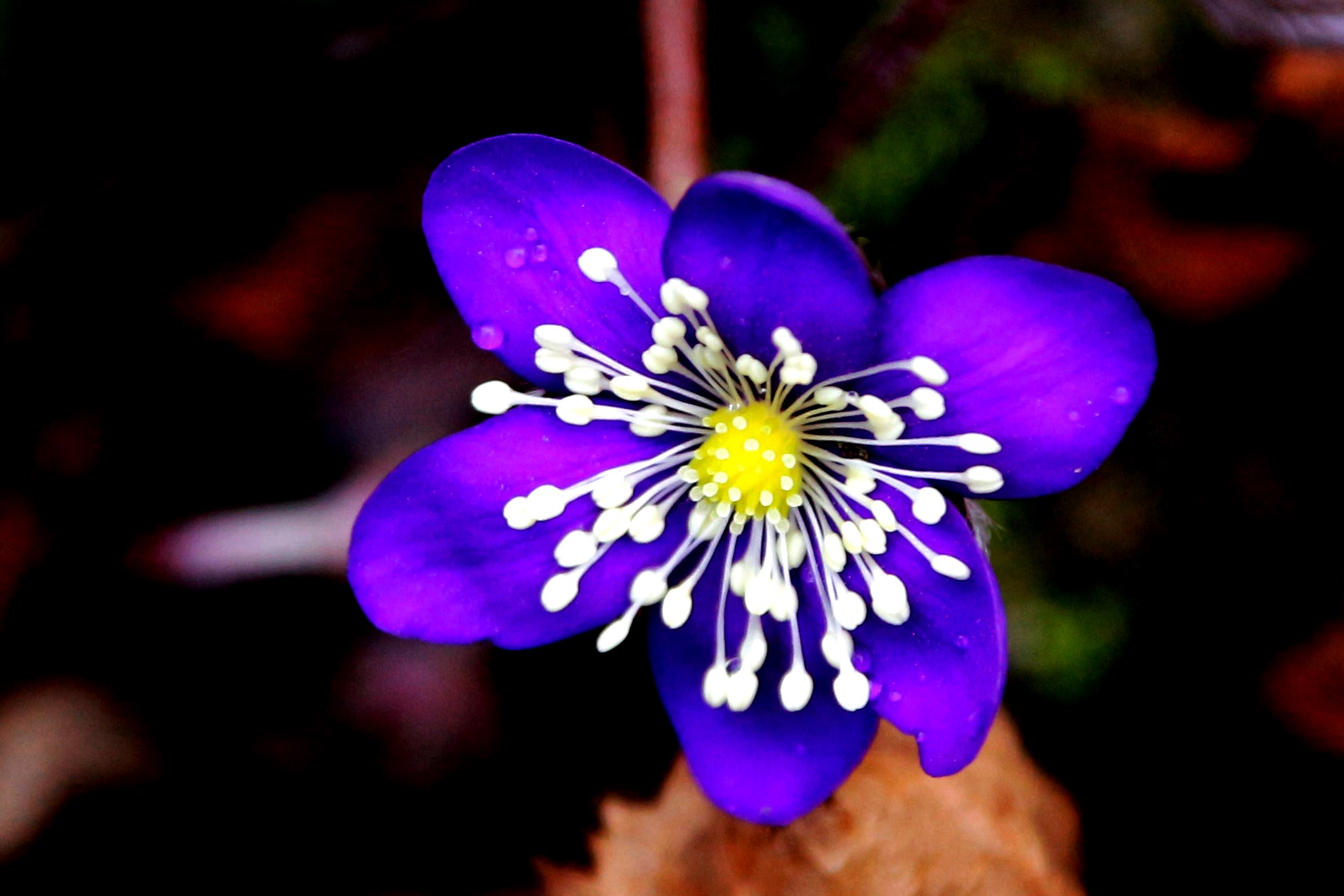 il fiore blu con le goccioline...