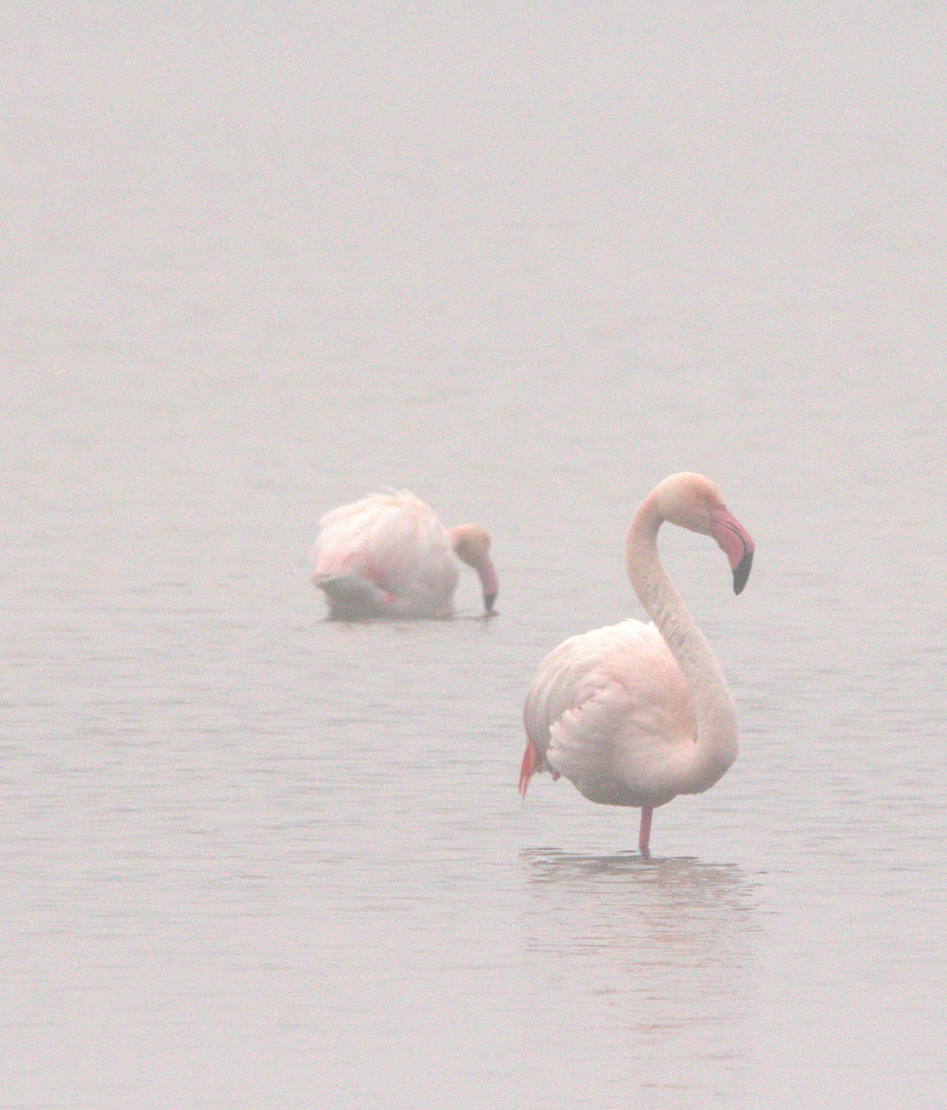 flamingos in Lio Piccolo...
