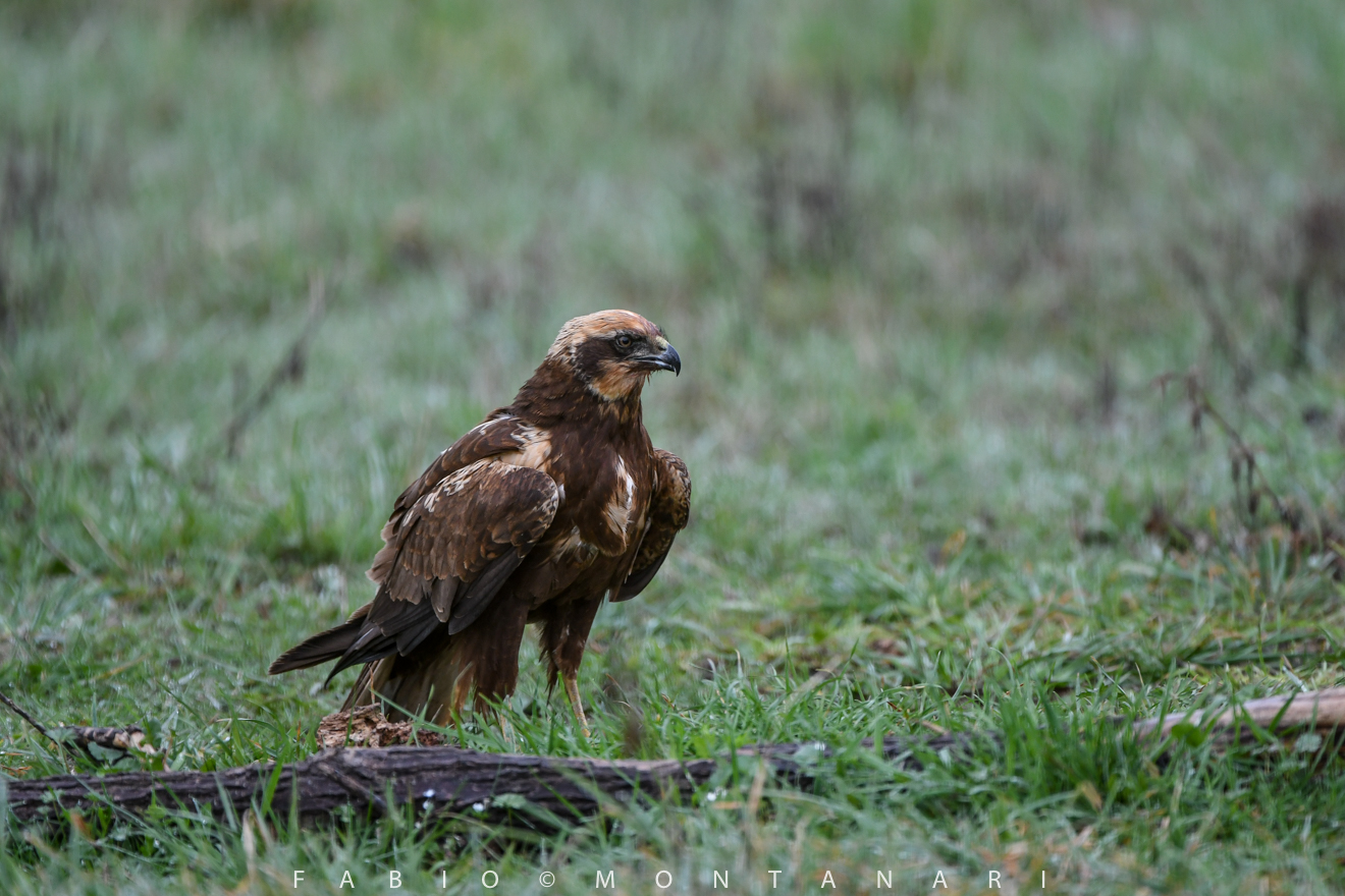 bog hawk female...