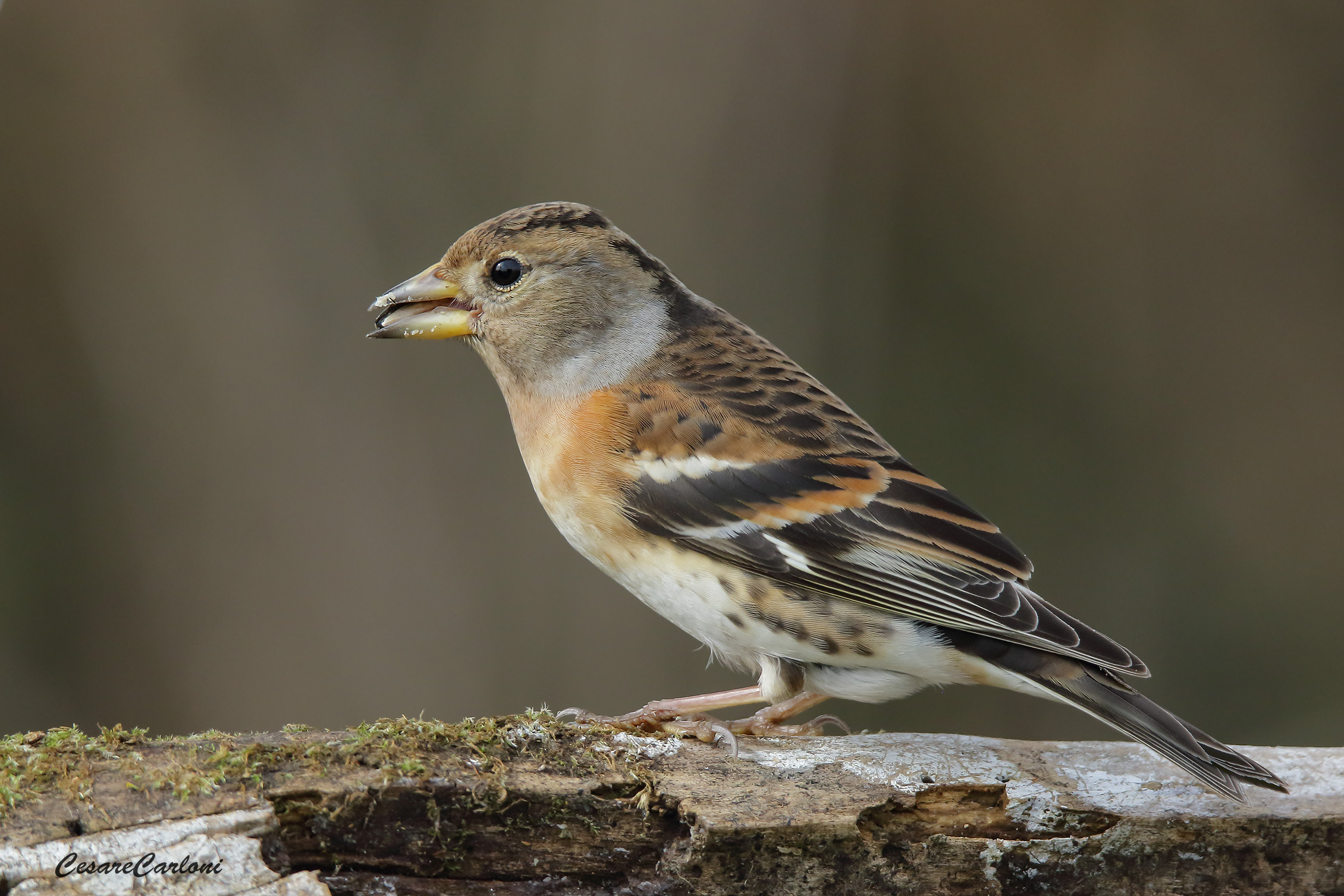 peppola (fringilla montifringilla)...