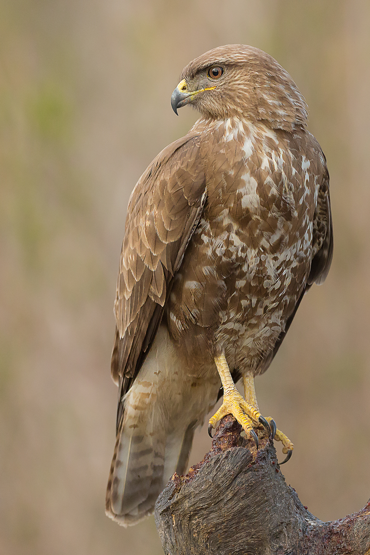 buzzard...