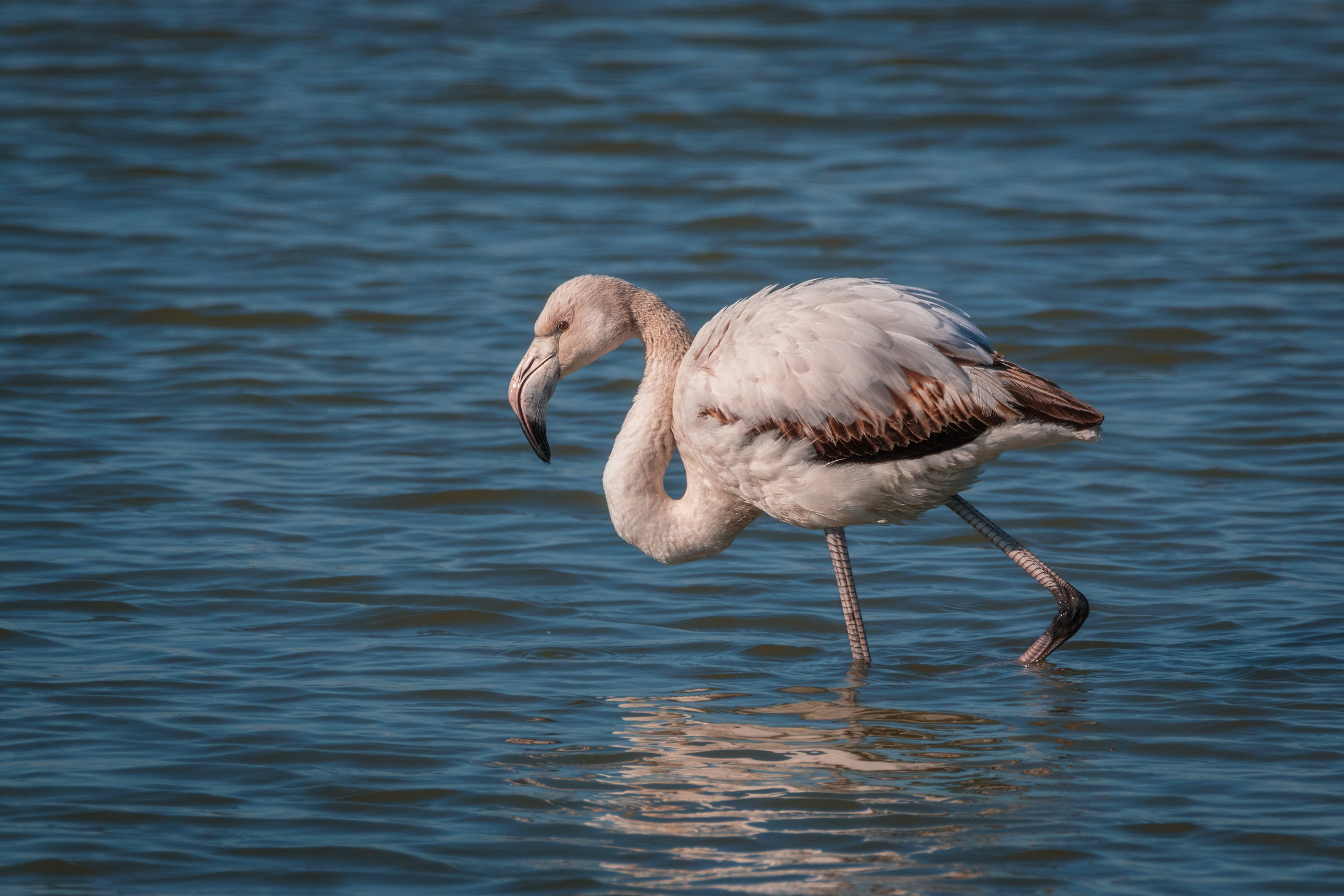 Young flamingo...