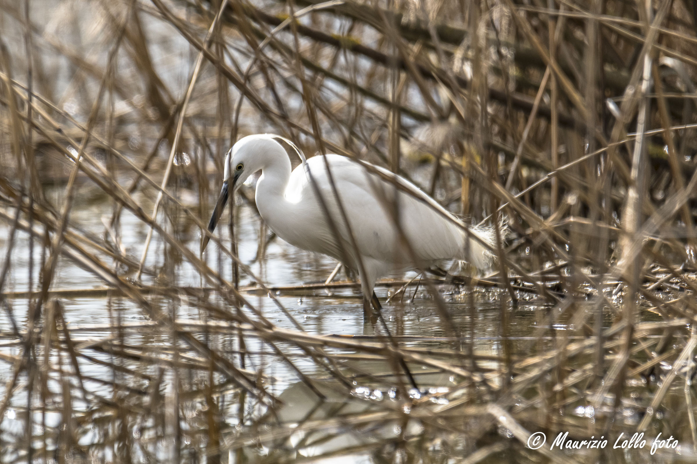 Timidona little egret...