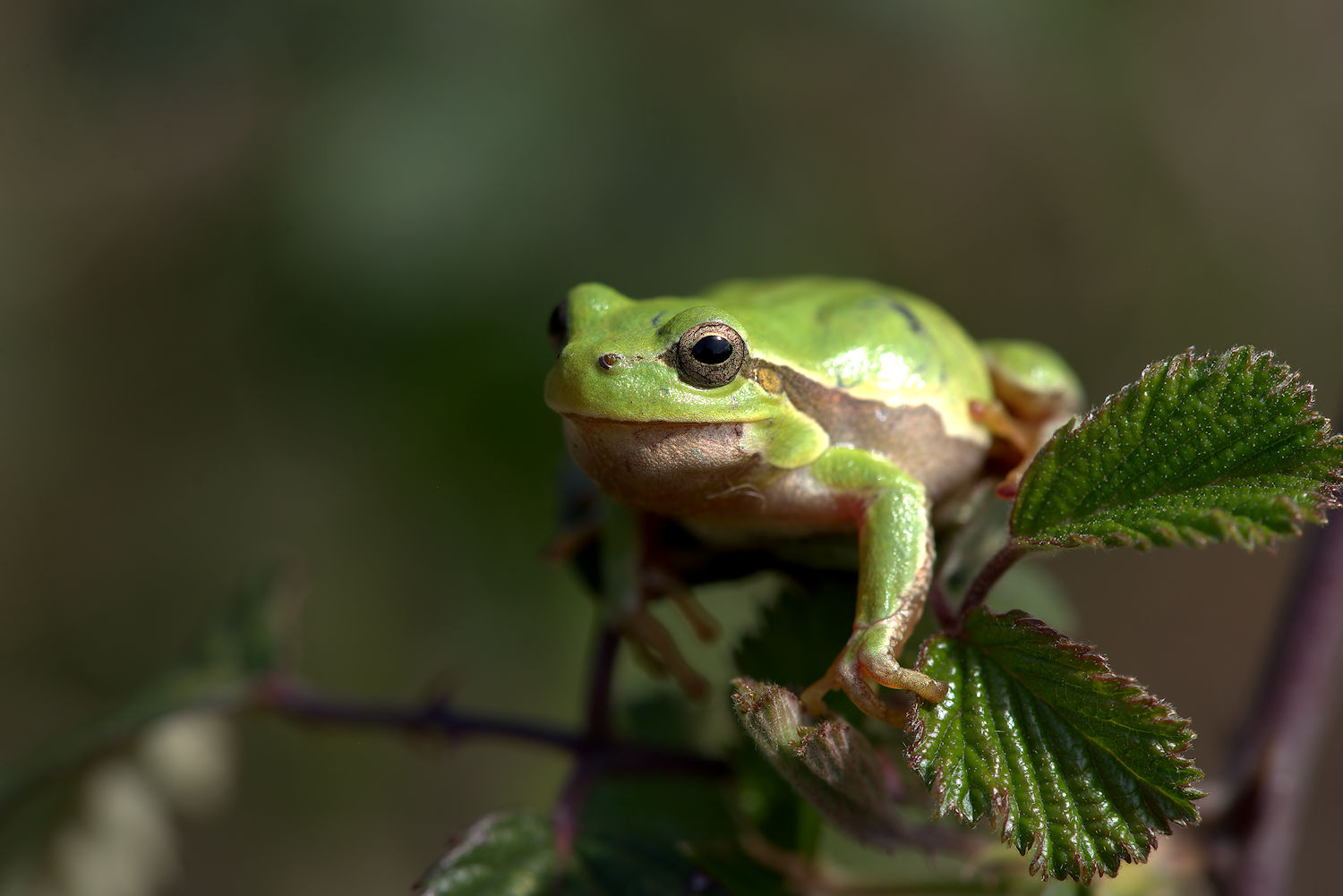 Tree Frog...