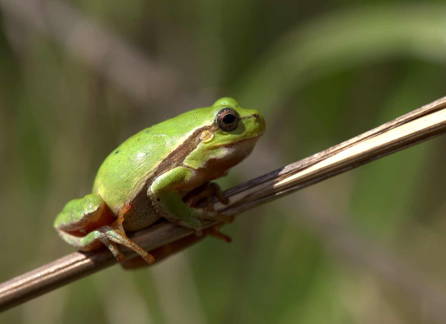 Tree Frog...