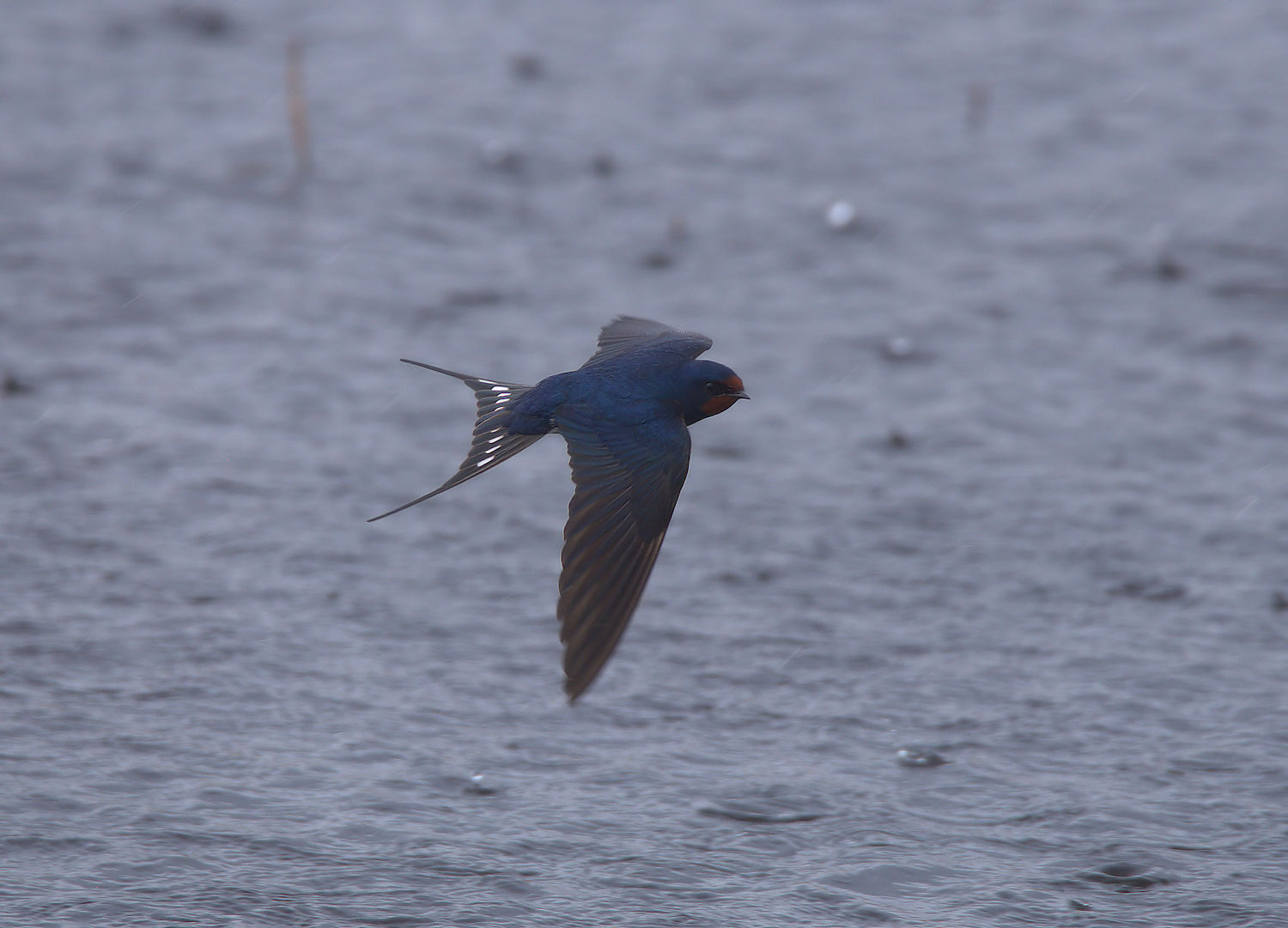 Swallow...