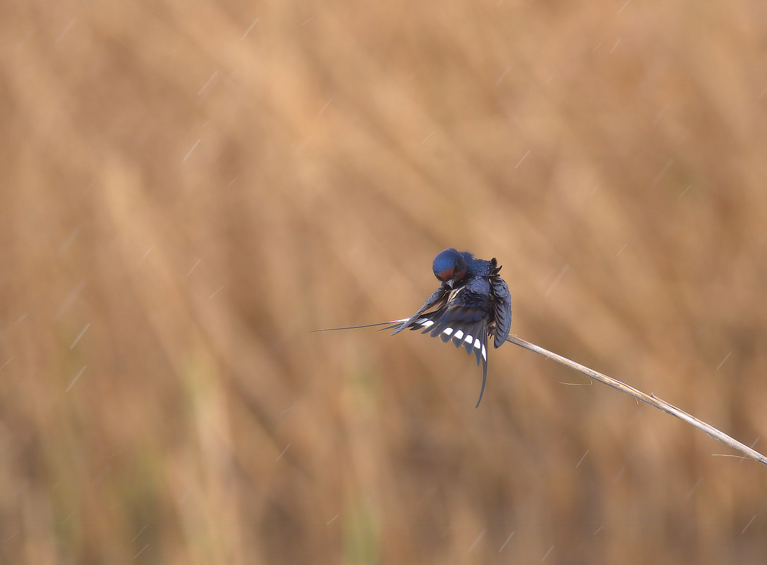 Swallow...