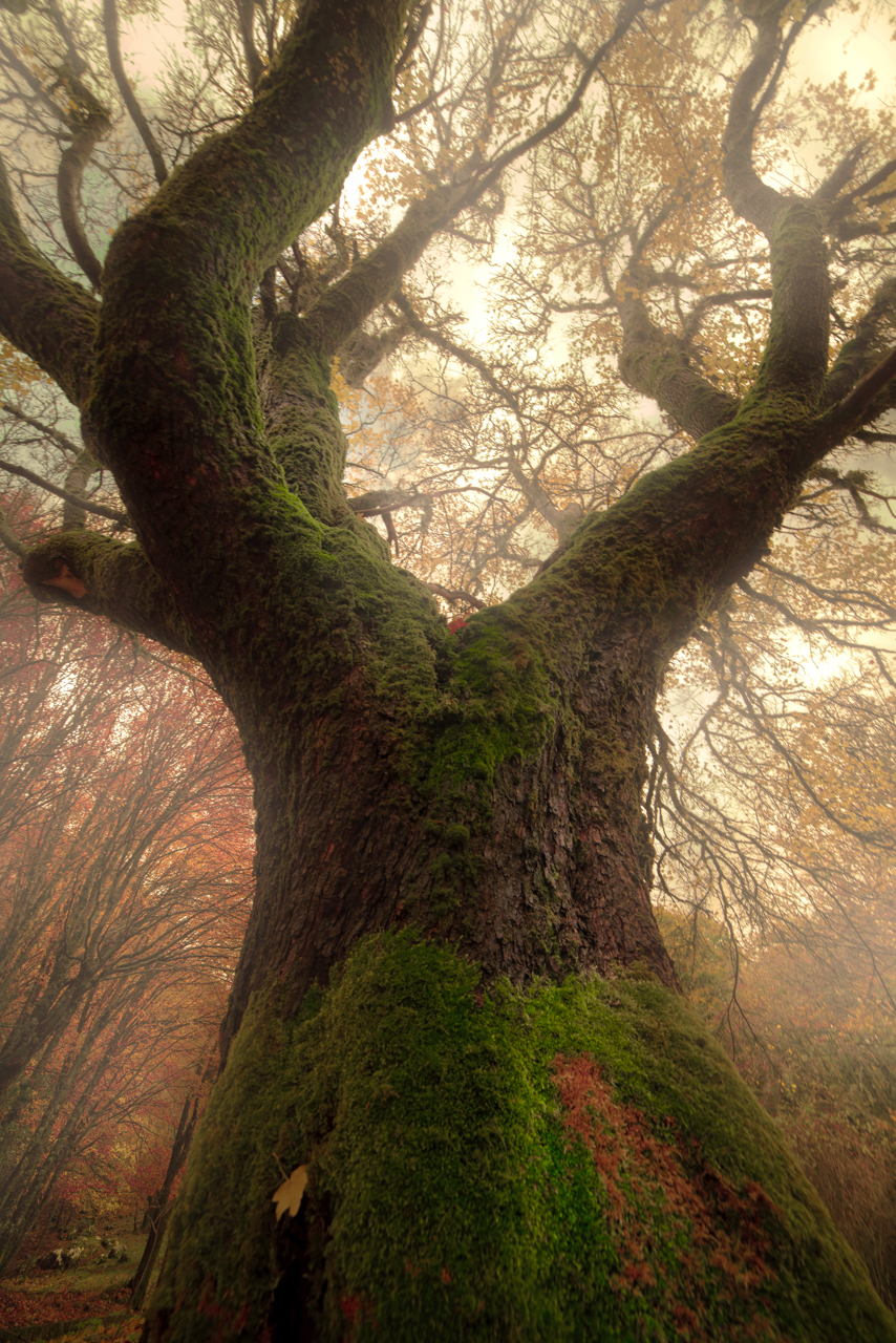 Dancing trees of Madonie # 1...