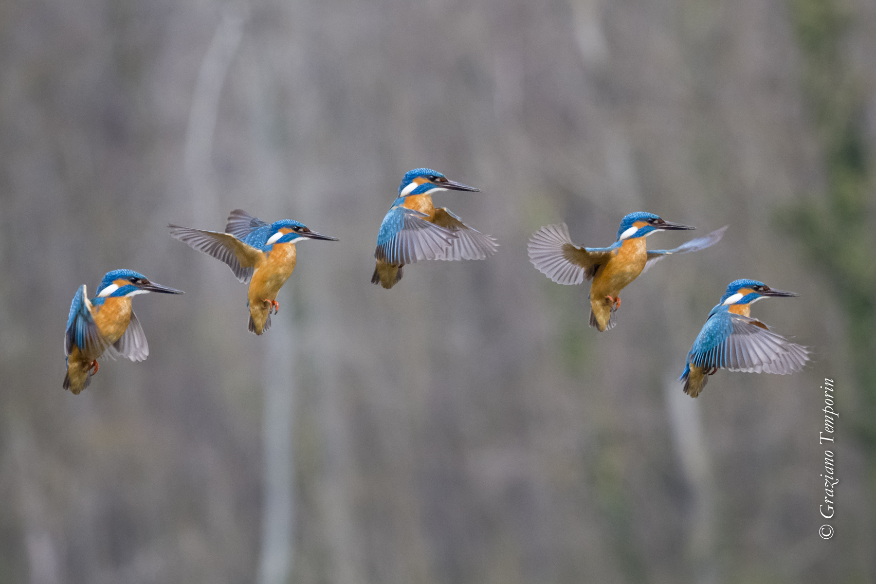 Location of stall (Kingfisher)...