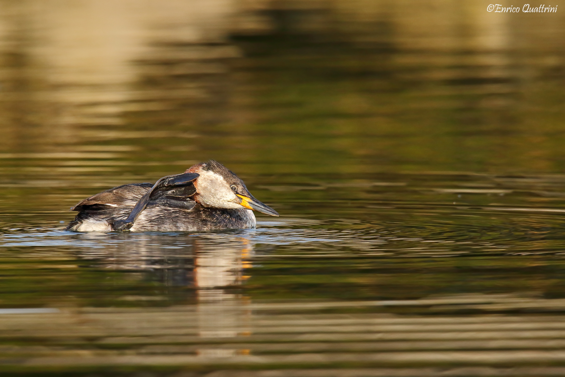 Red-necked grebe f...