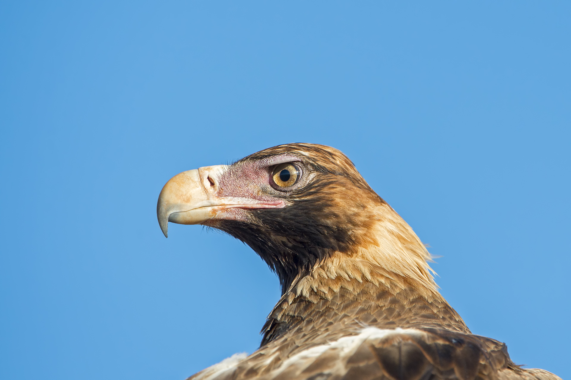 Aquila audax (wedge-tailed eagle)...