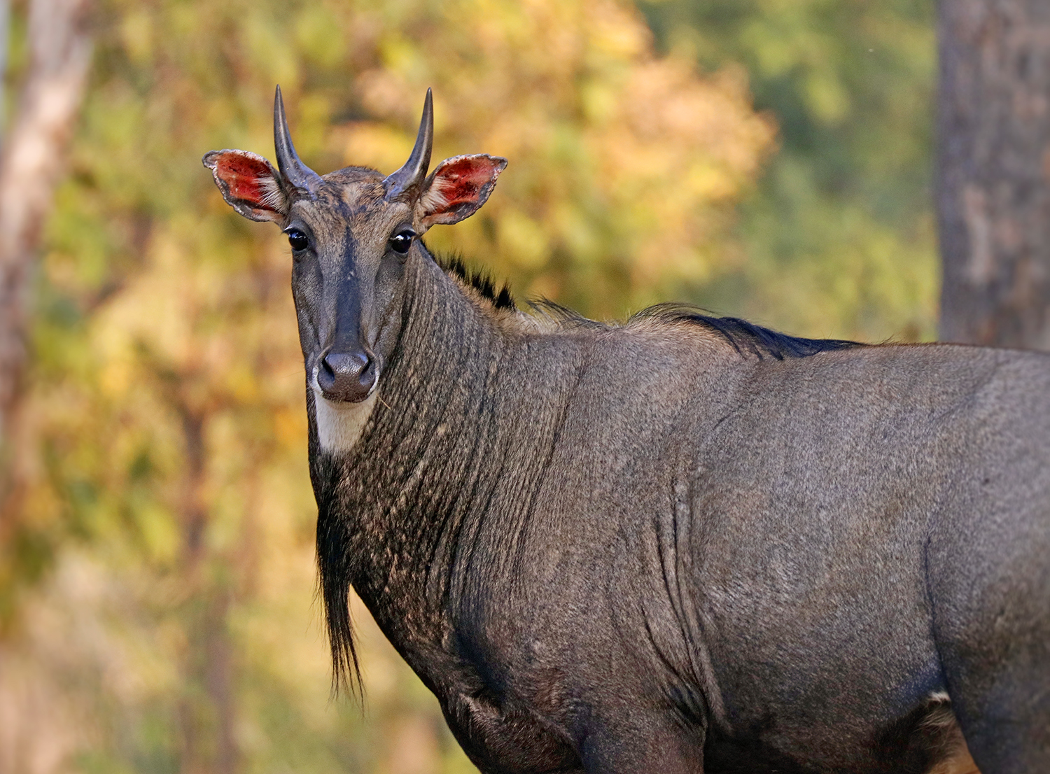 Nilgai in the forest...
