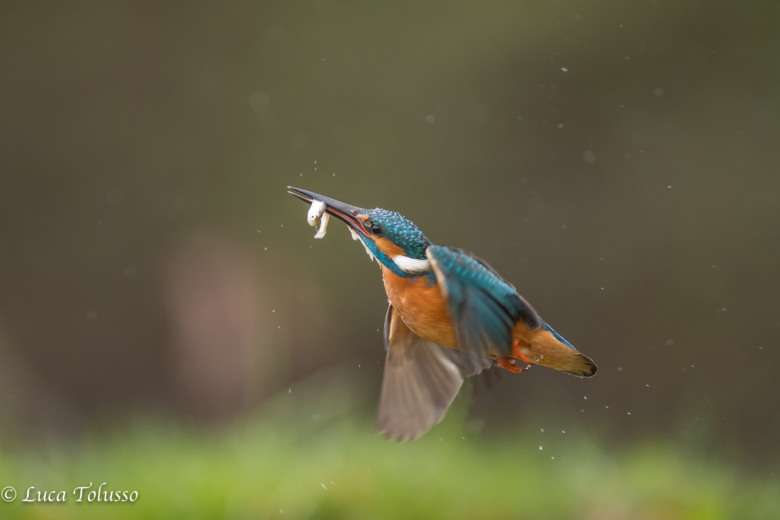 in volo...
