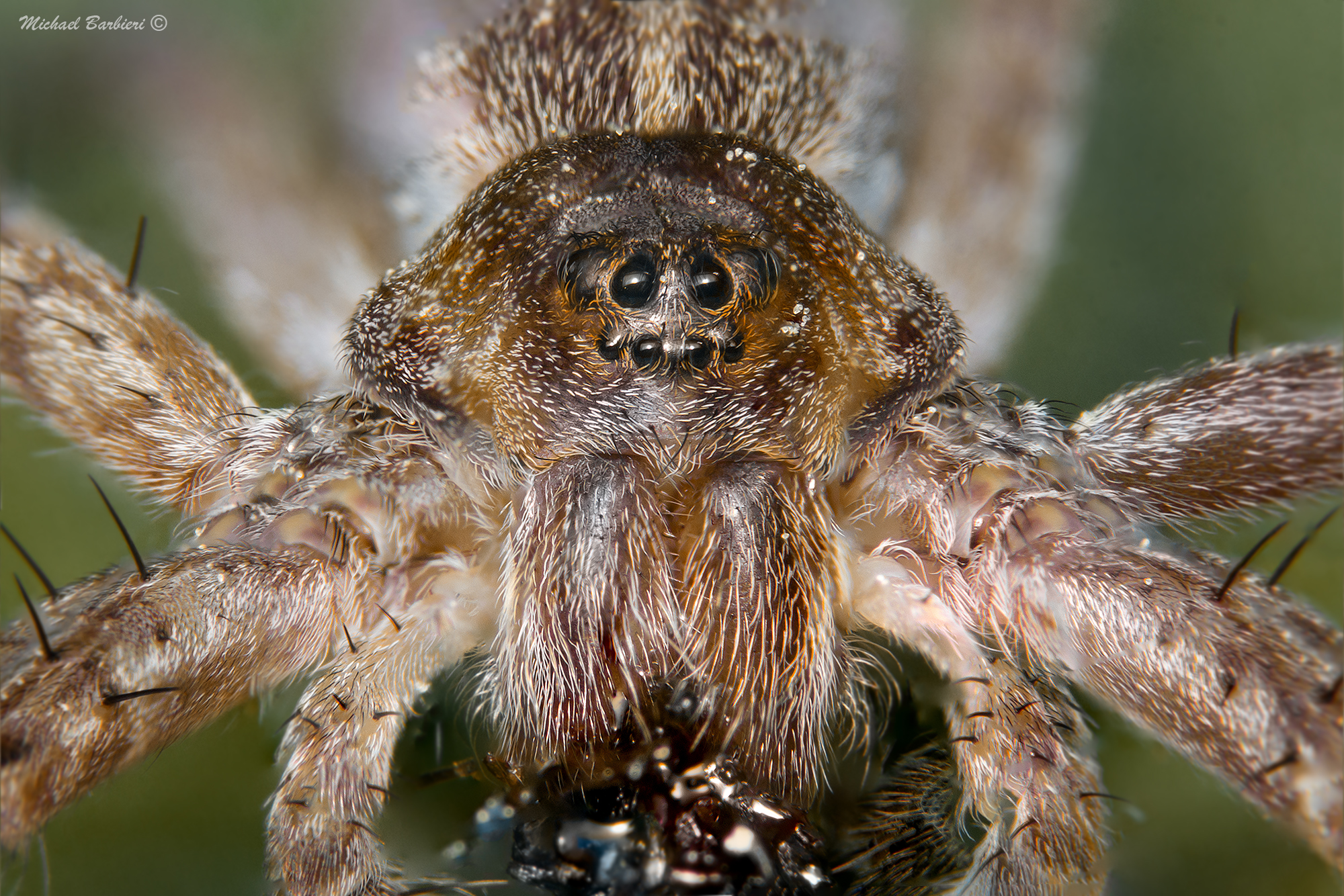 Dolomedes featured...