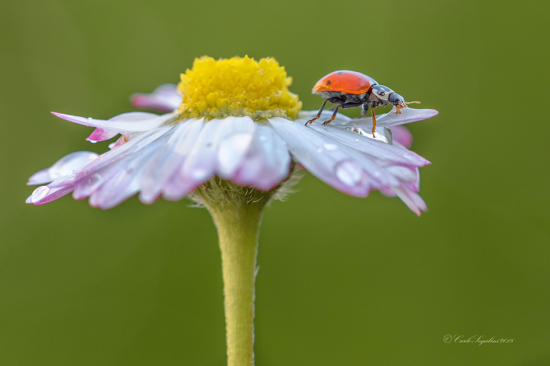 Ladybug at the watering hole...