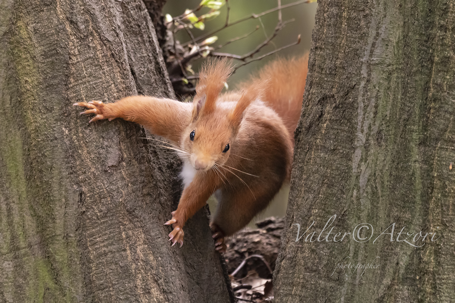 Red Squirrel, come to me, please...