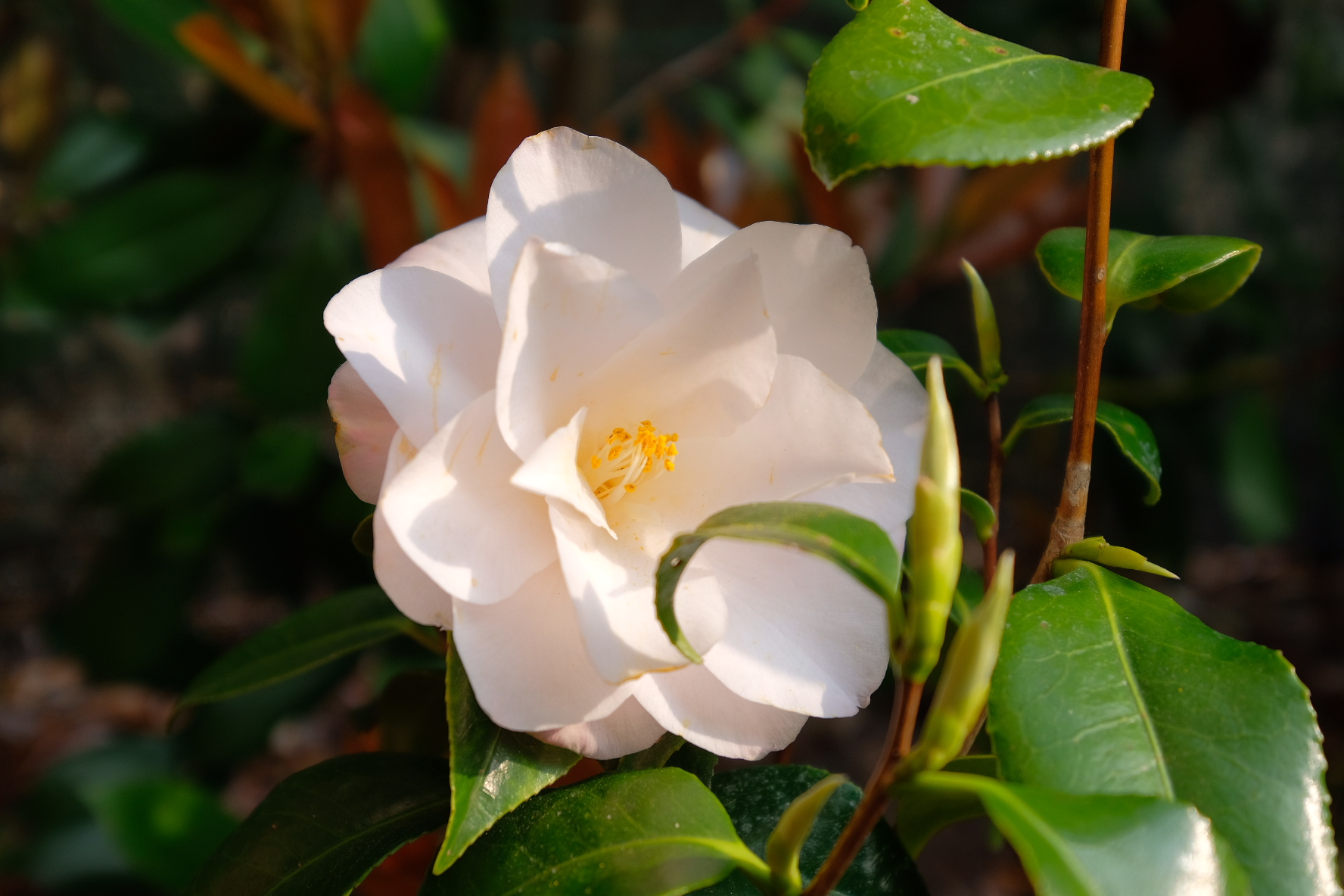 White Camellia...