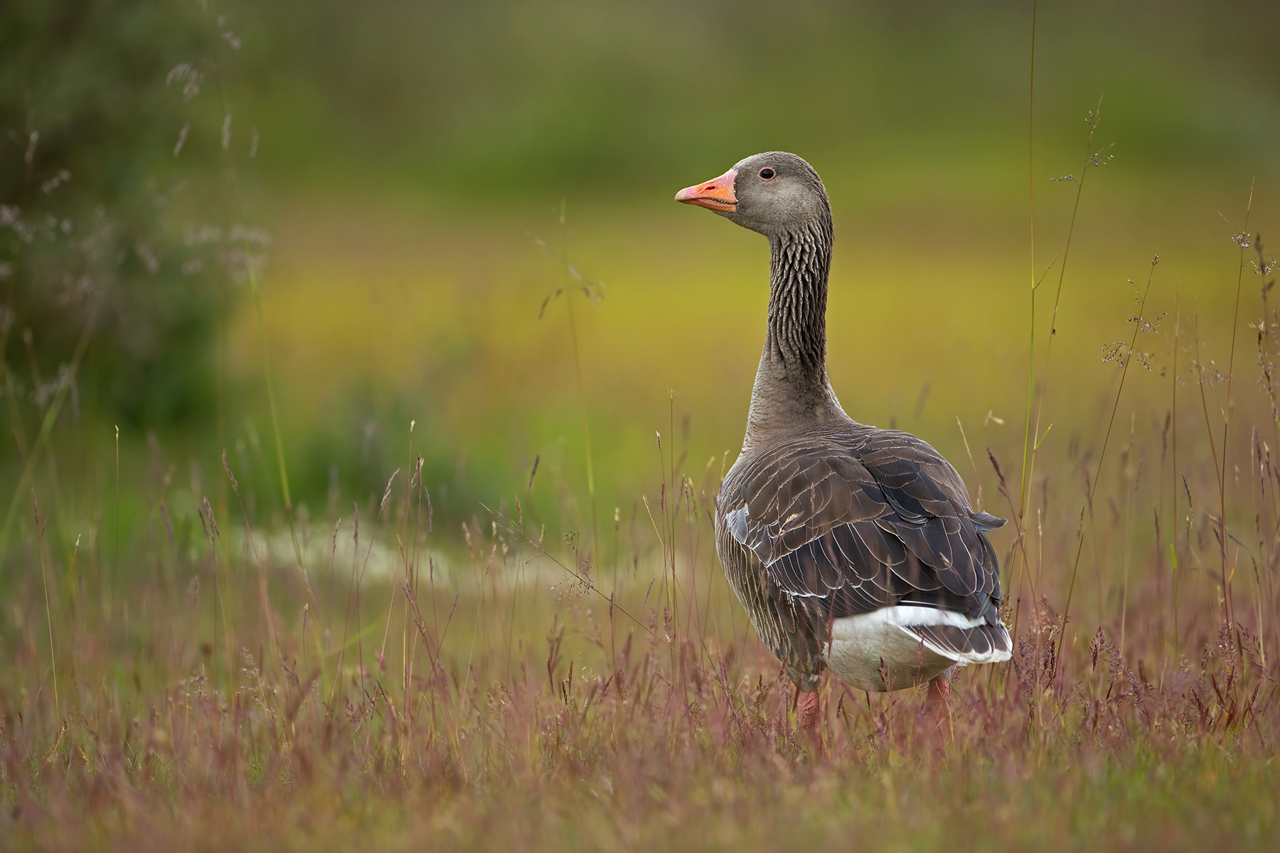 Anser anser (Greylag goose)...