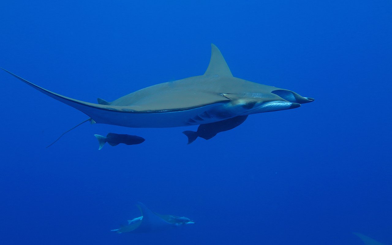 Mobula with hesitation...