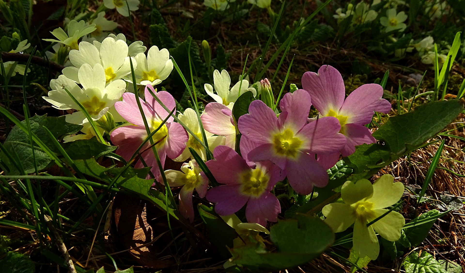 Primroses and colours...
