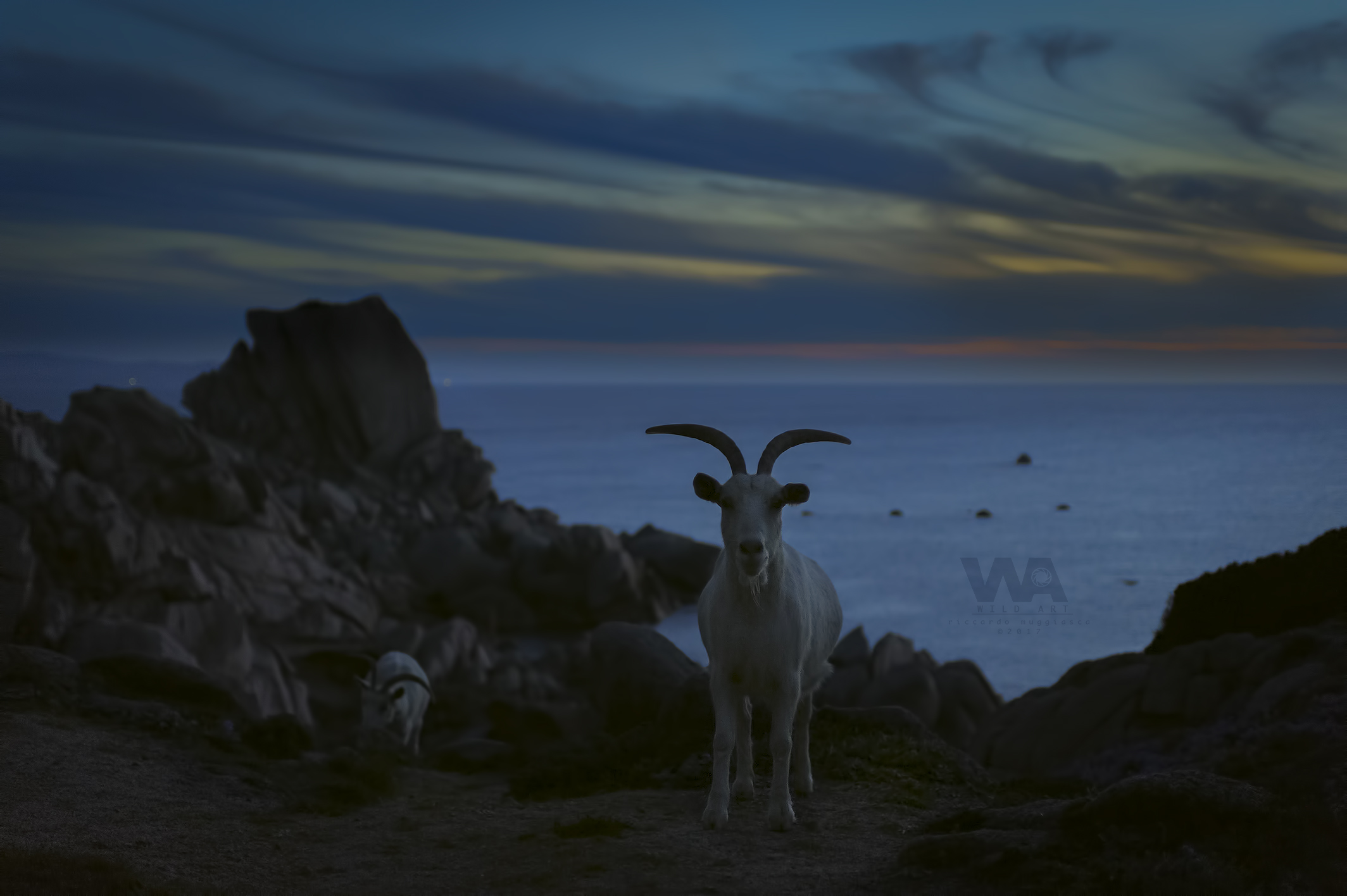 Wild goats at sunset...