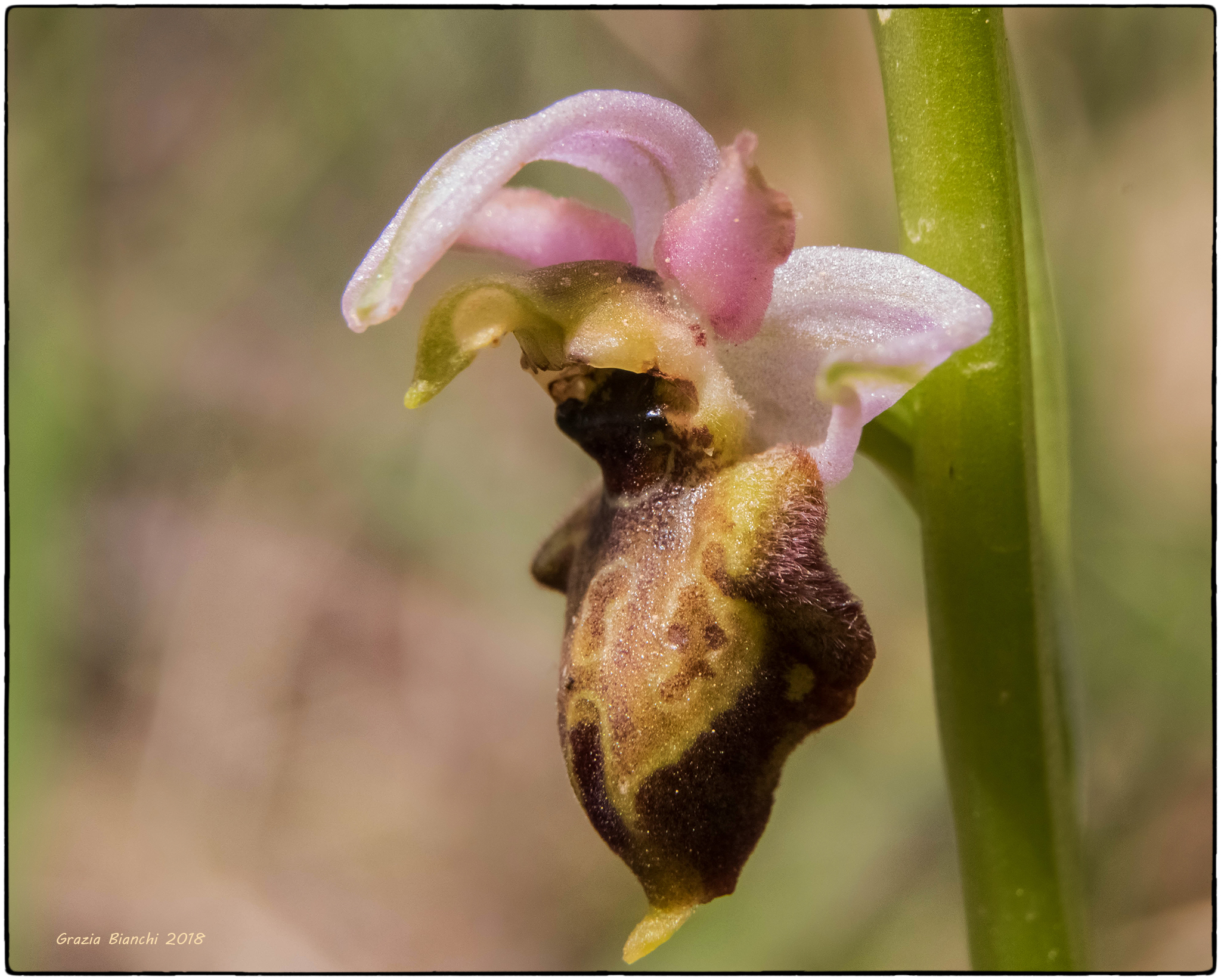 Orchidea spontanea (dimensioni di un'unghia) - Zona Chi...