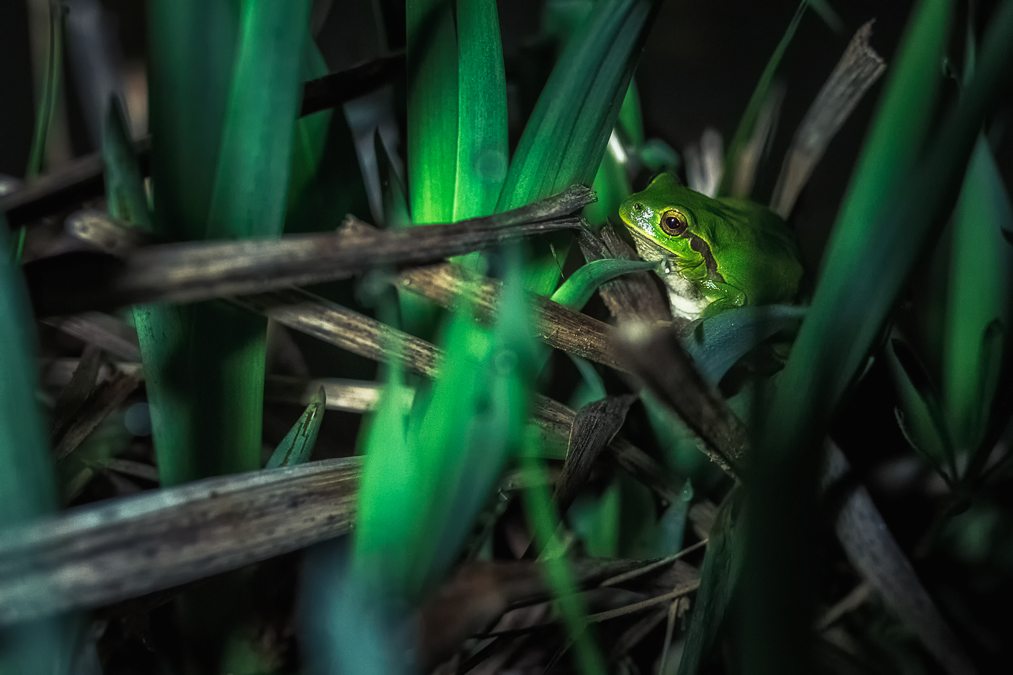 Tree frog in the night...