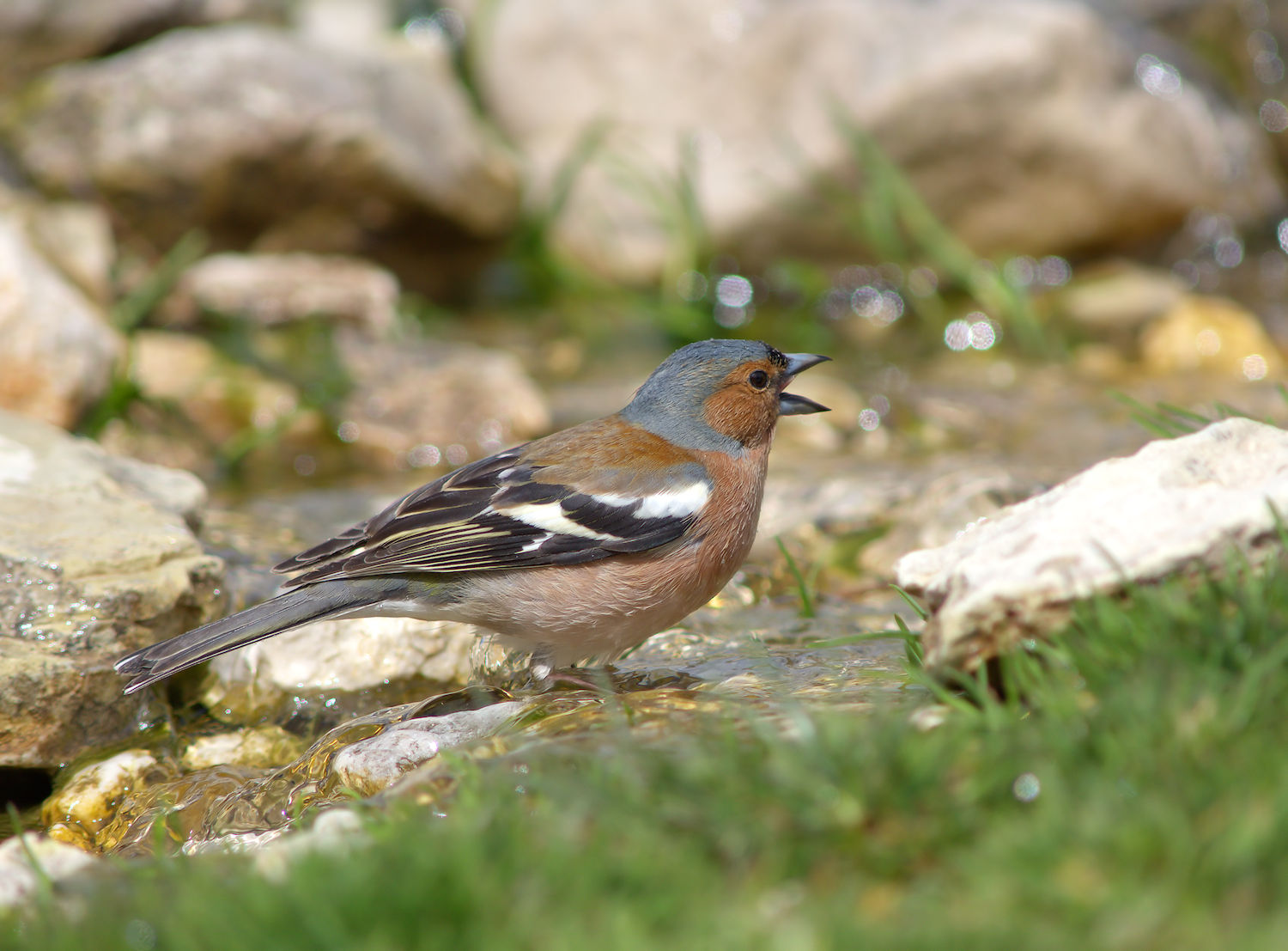 Male chaffinch...