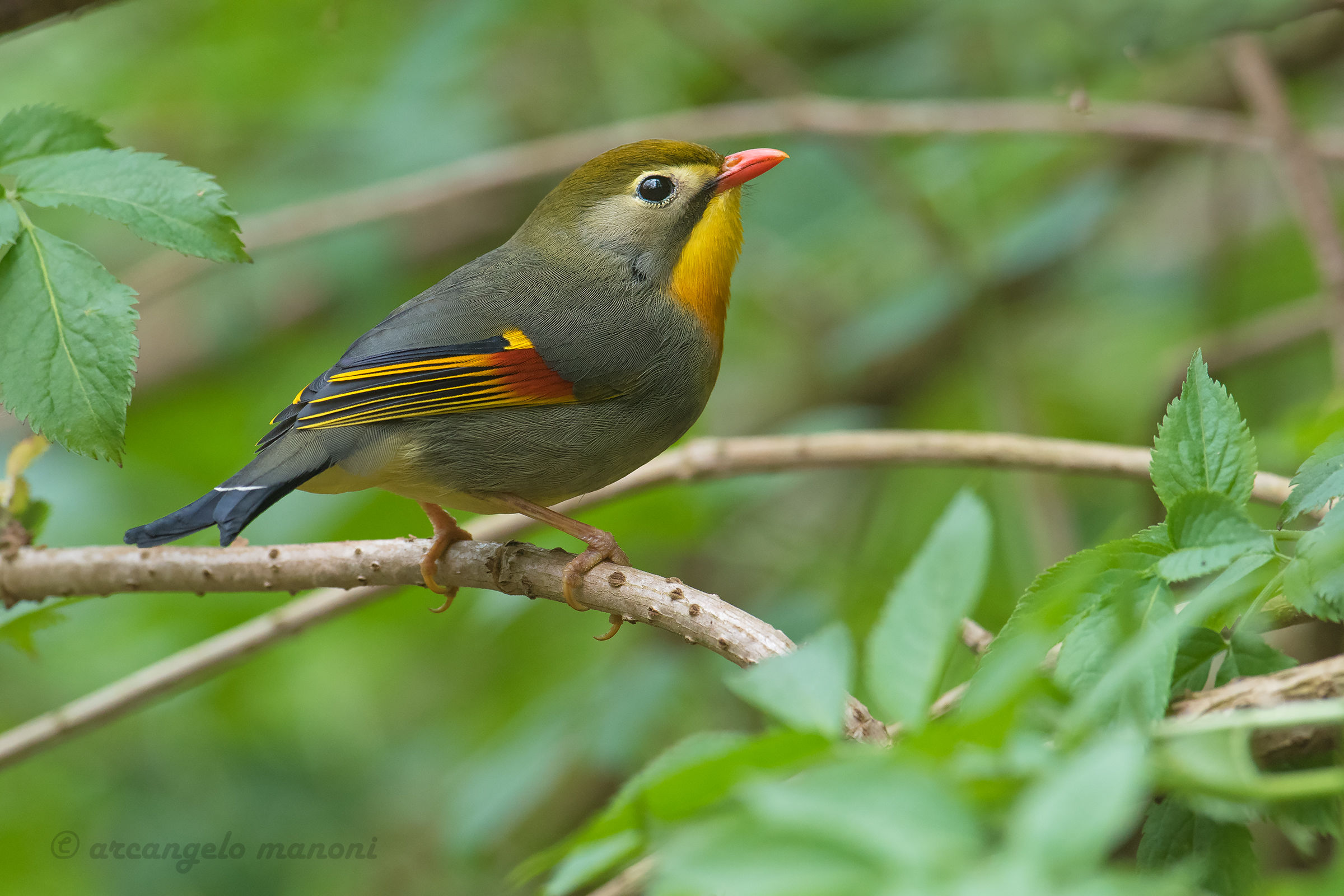 Nightingale of Japan in its natural environment...