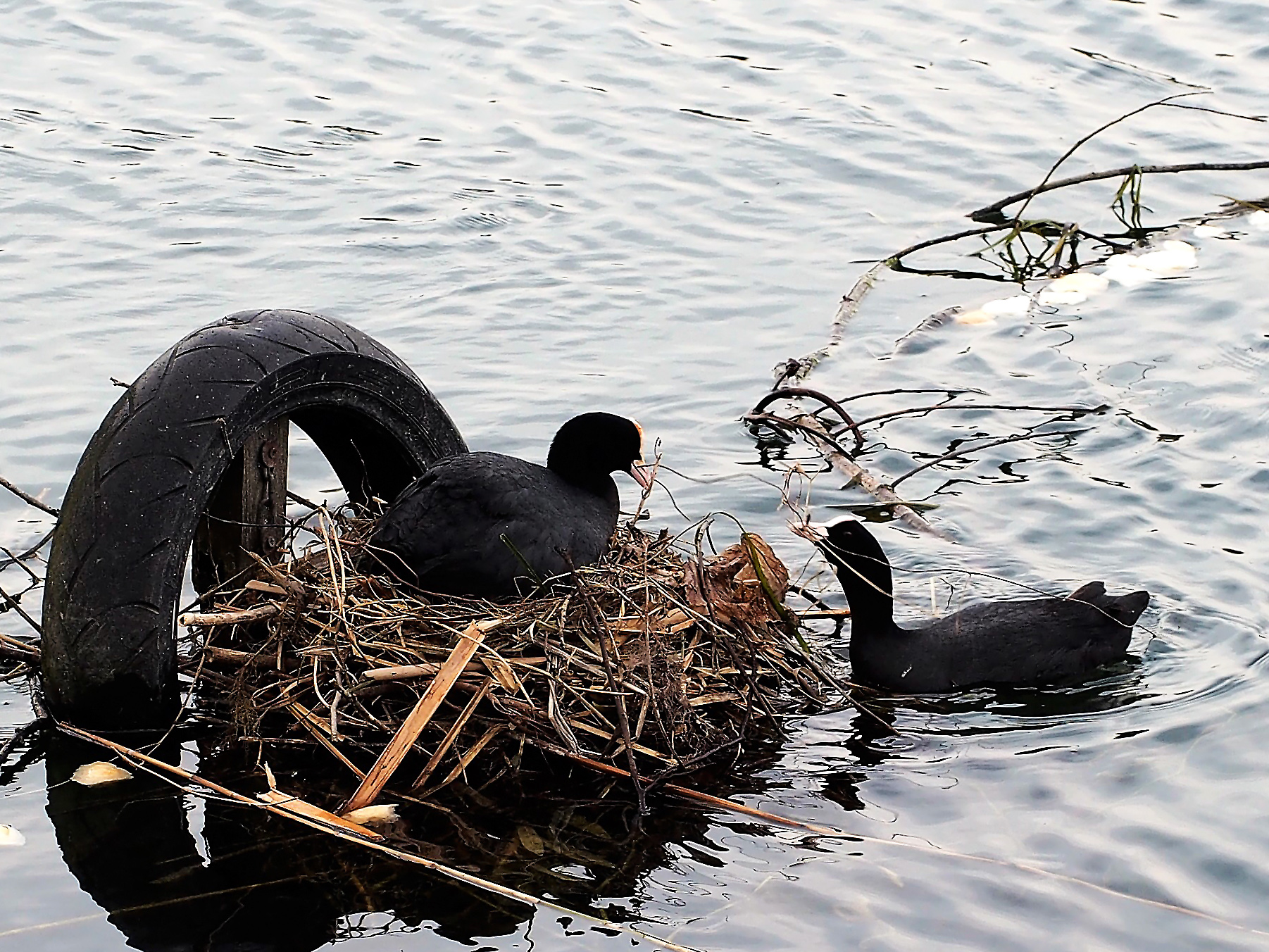 pair of coot nest collabore...