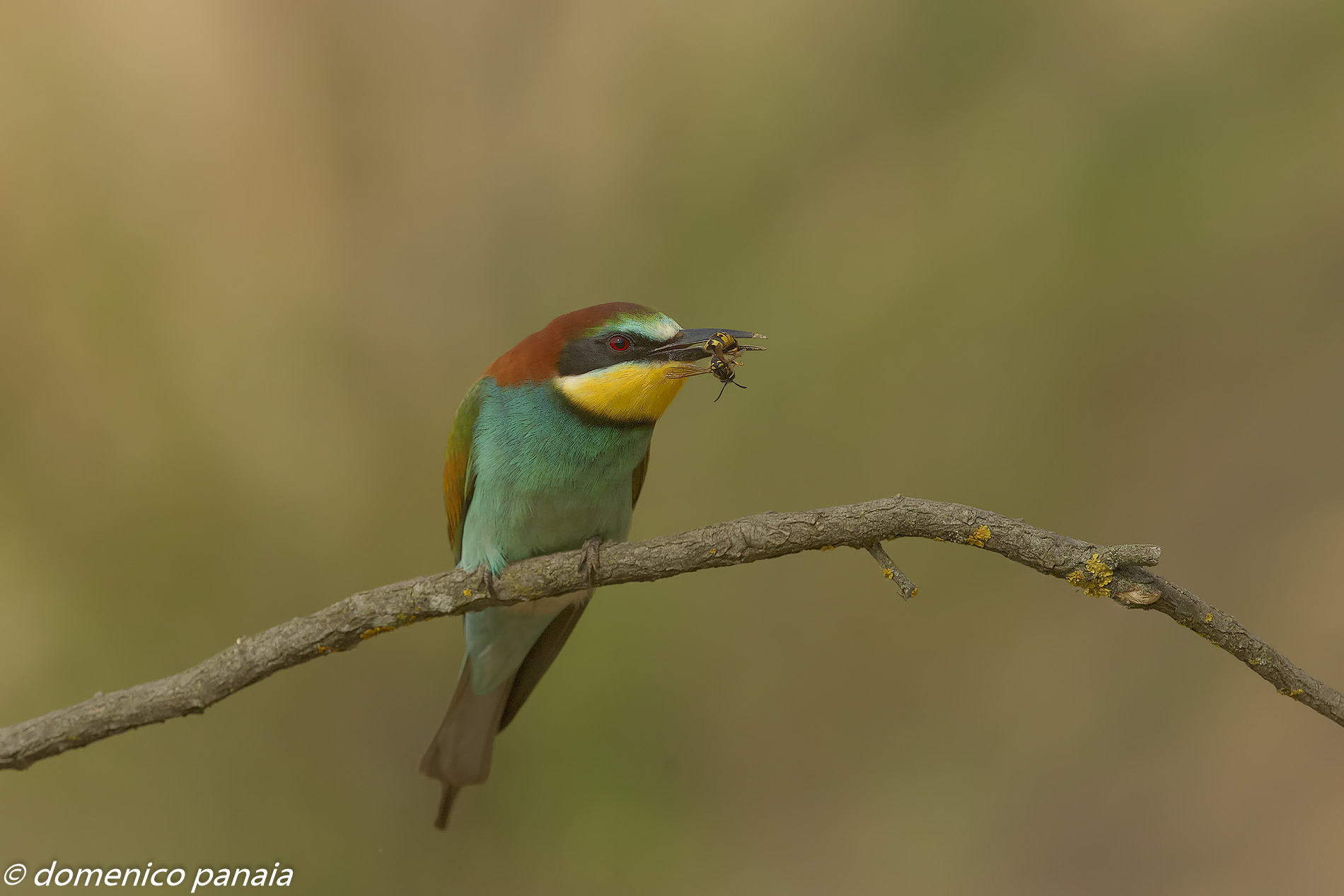 the Bee-eater and the bee...