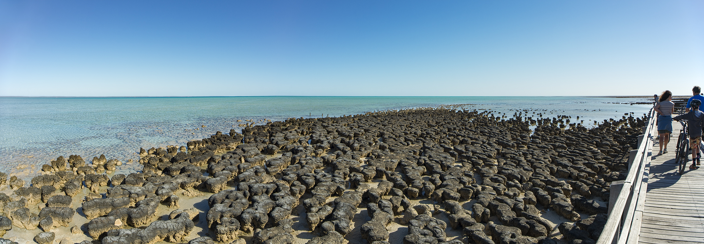 Stromatolites...