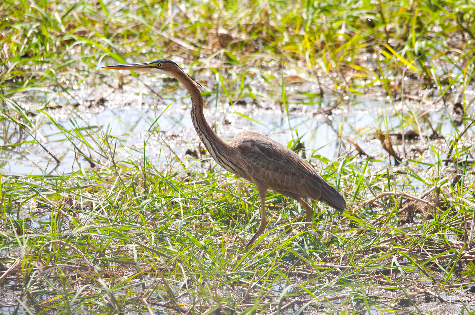 Purple Heron...