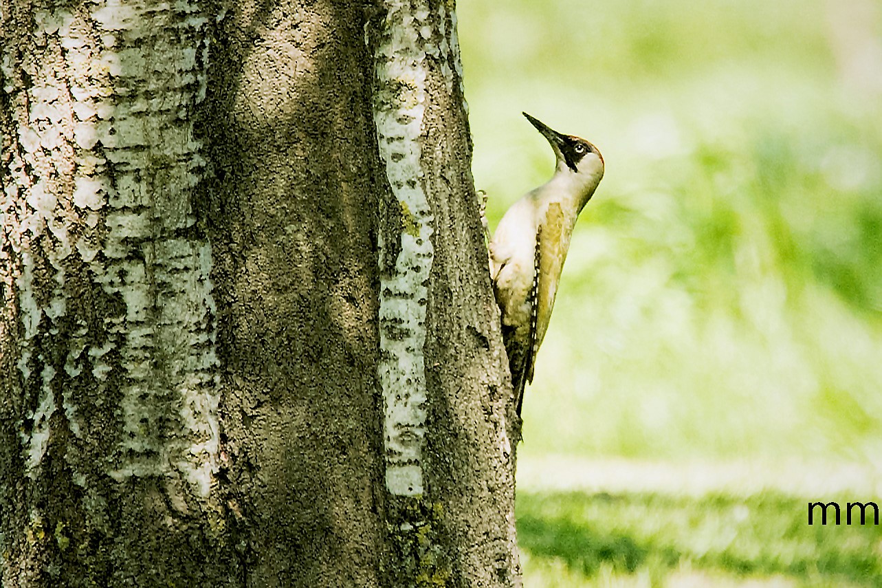 summer green woodpecker...