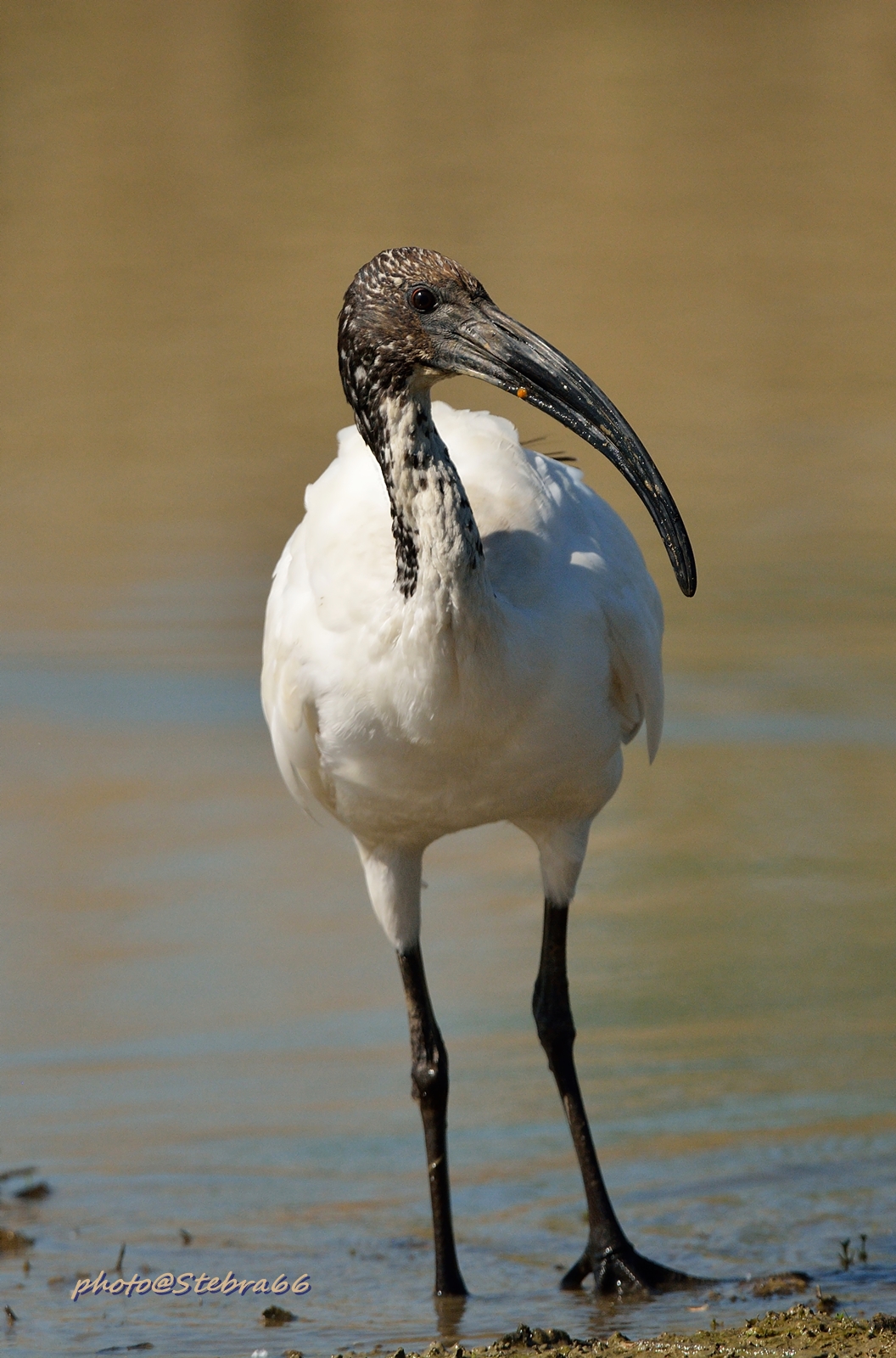 African Sacred Ibis...