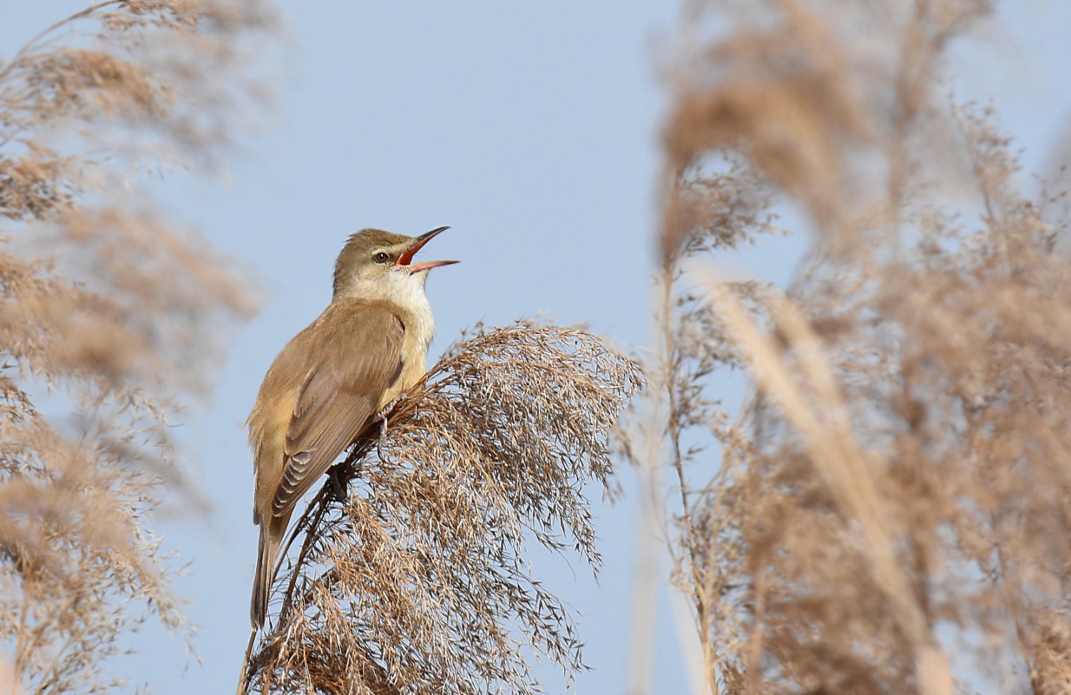 Great Reed Warbler takes place:-)...