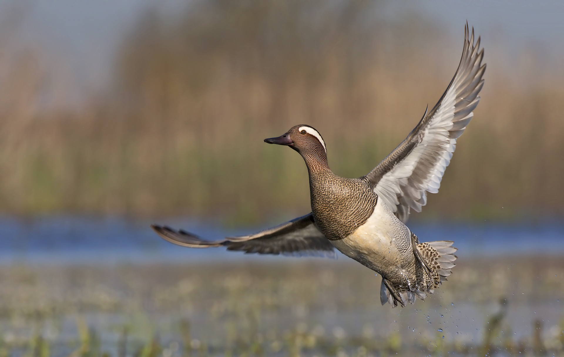 Blue-winged teal 2 ...