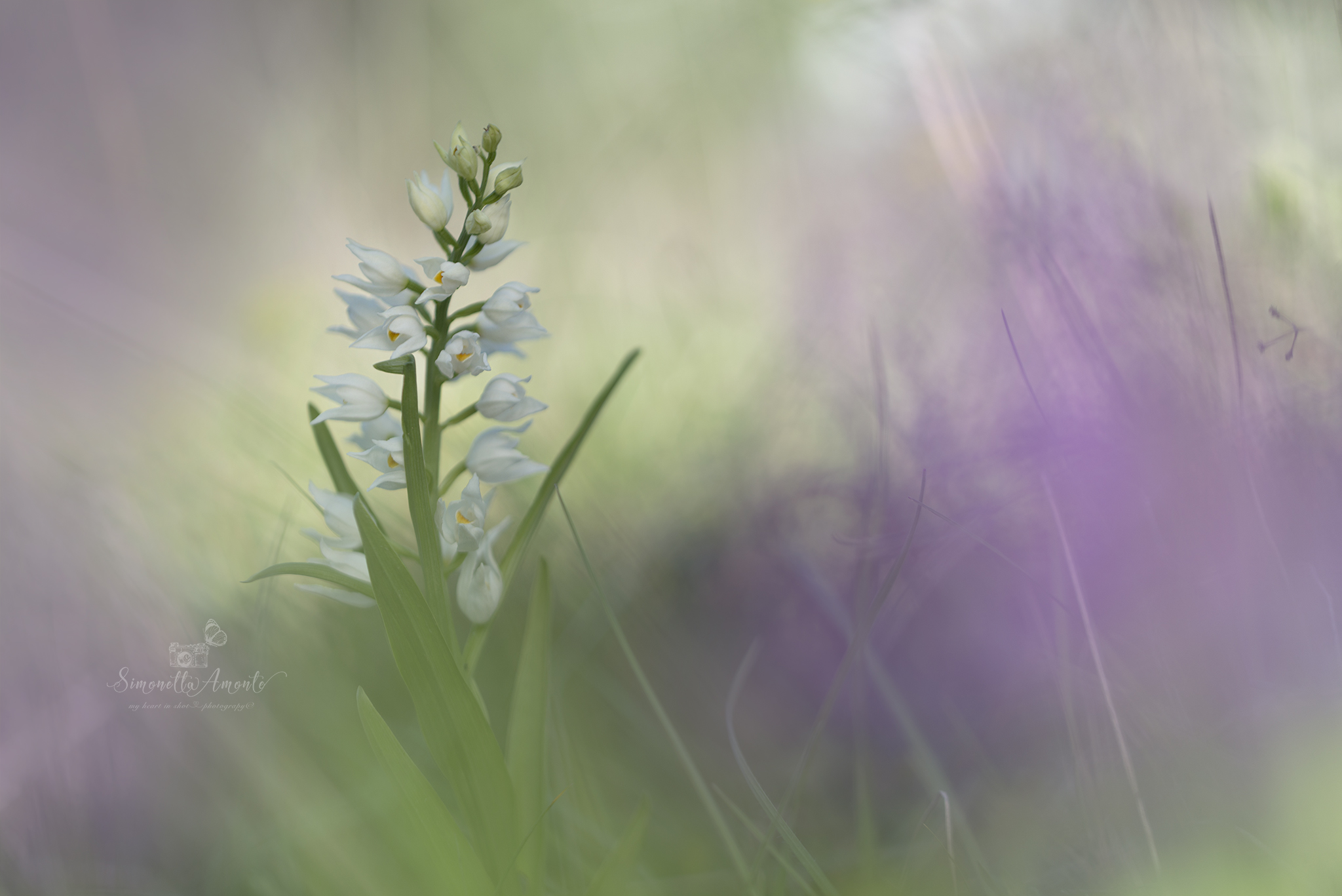 The secret lies in the grass * Cephalanthera longifolia...