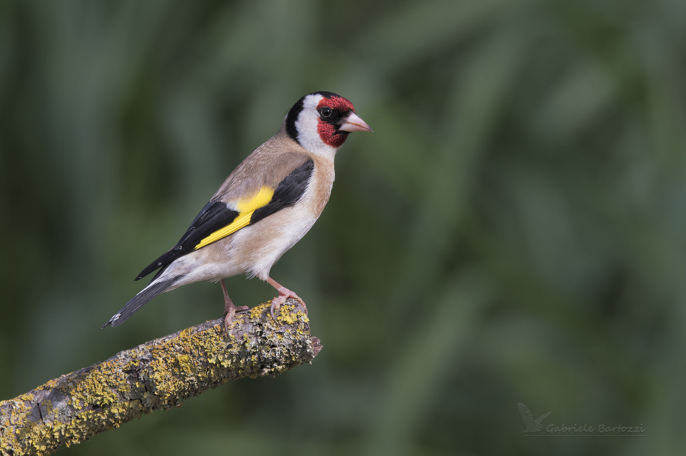 Goldfinch...