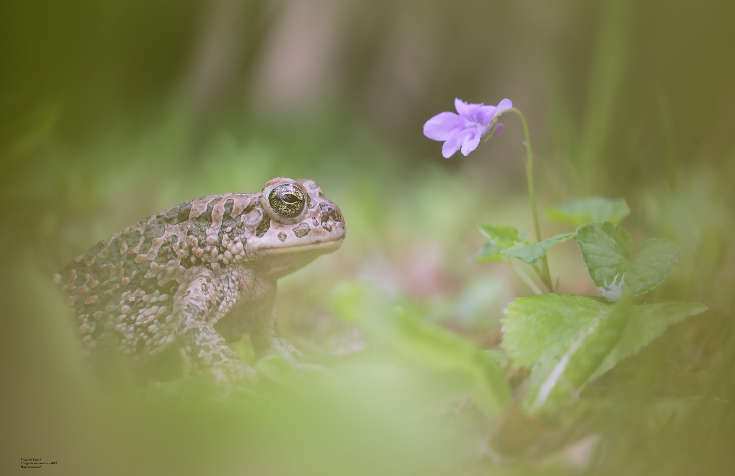 Toad and Cyclamen...