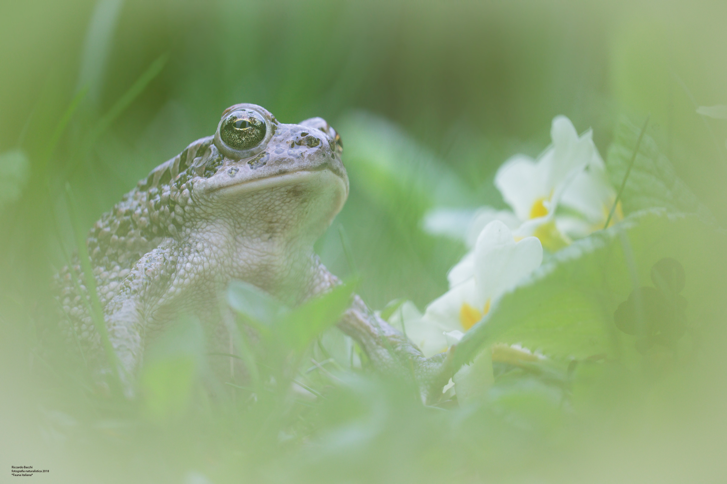 Toad and Primroses...