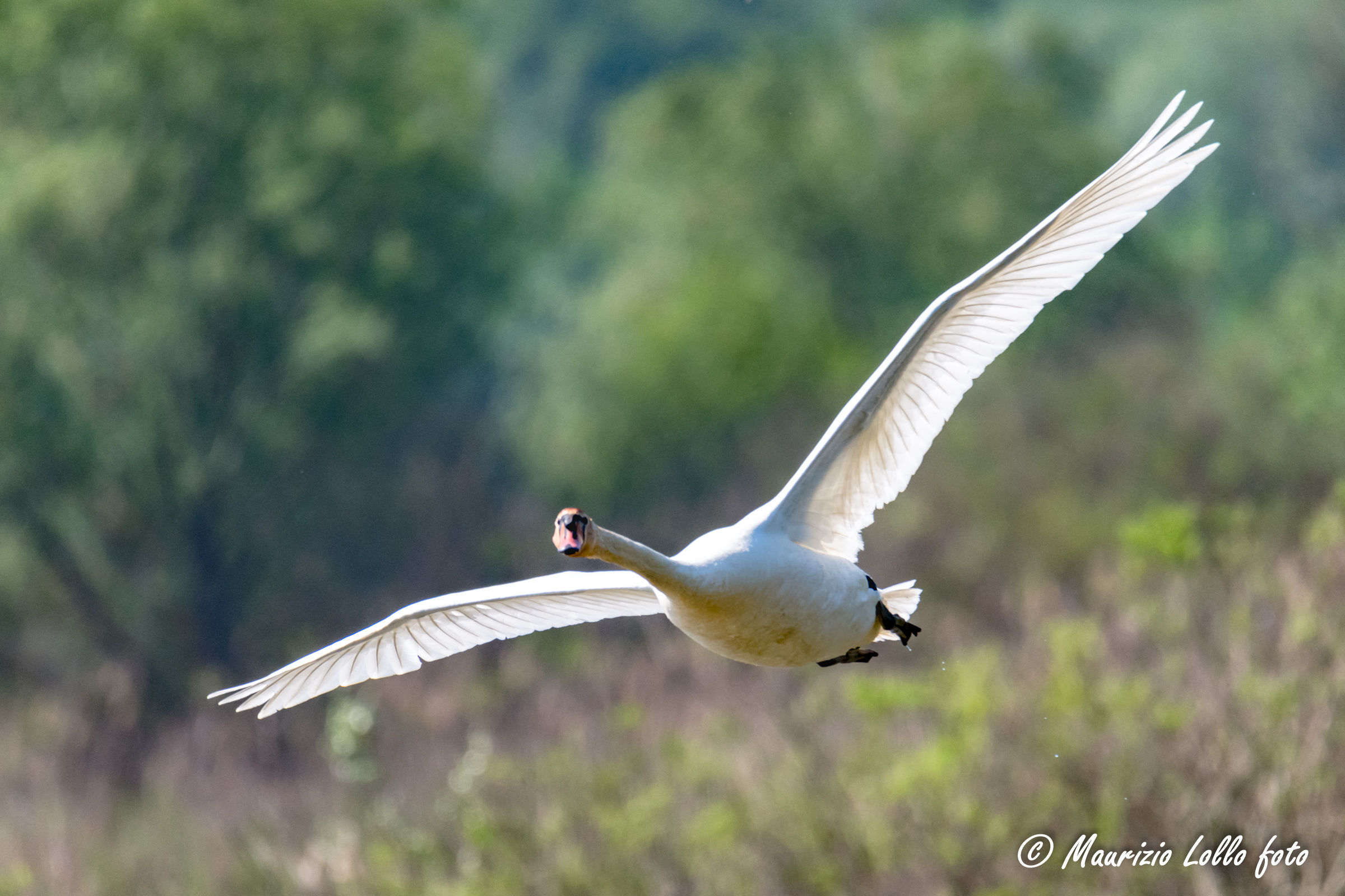 Flying Swan in the turn ...