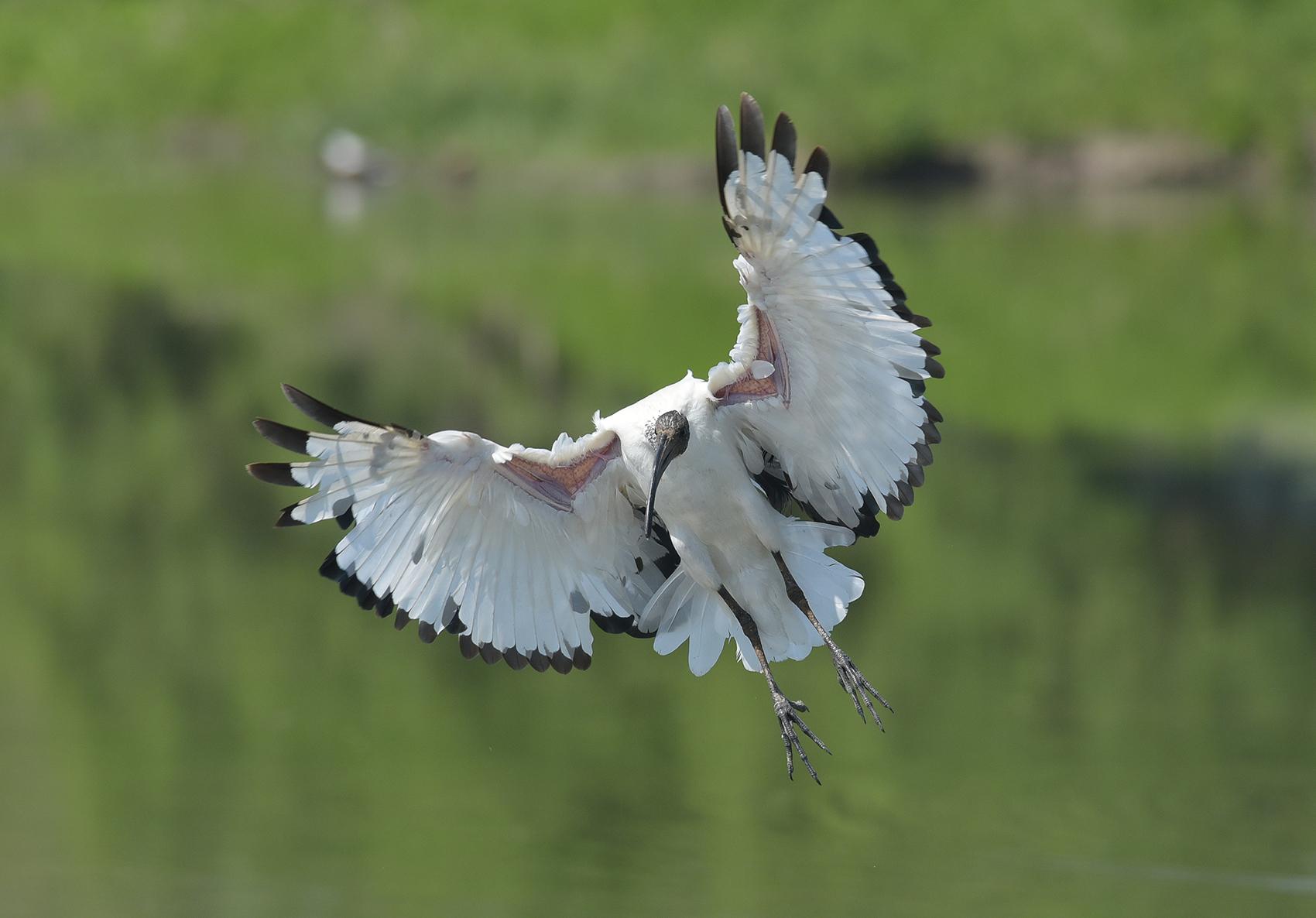 ibis con parapendio...